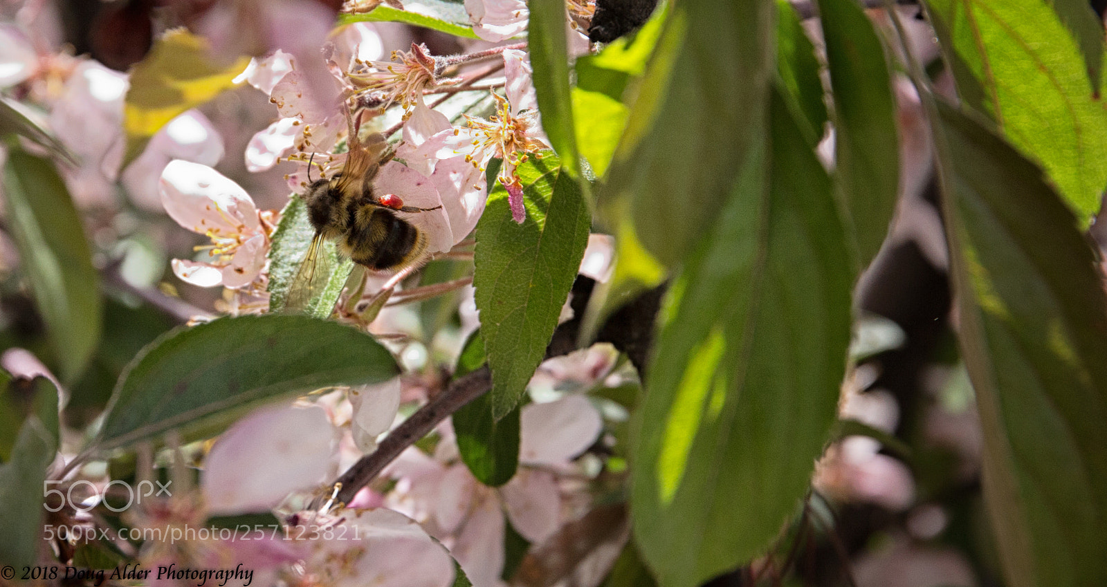 Canon EOS 6D sample photo. Dwarf crabapple flowers photography