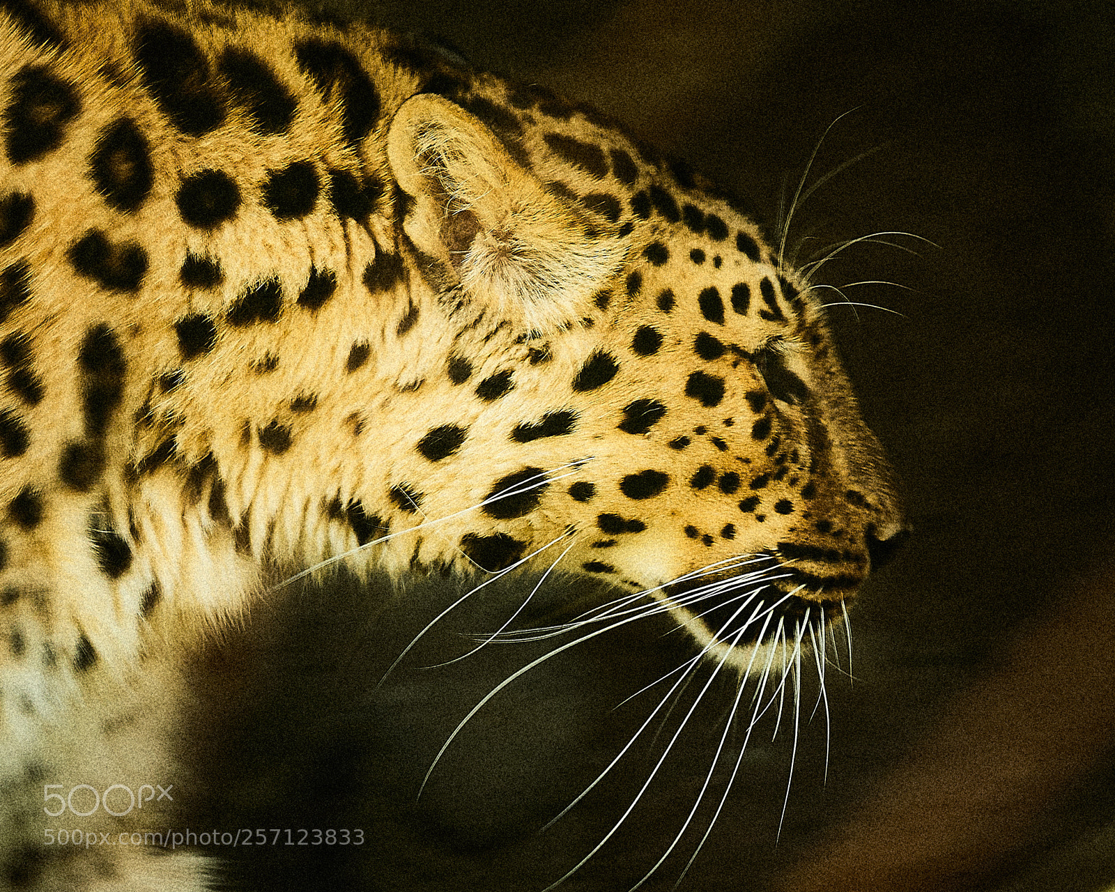 Olympus OM-D E-M1 Mark II sample photo. Amur leopard photography
