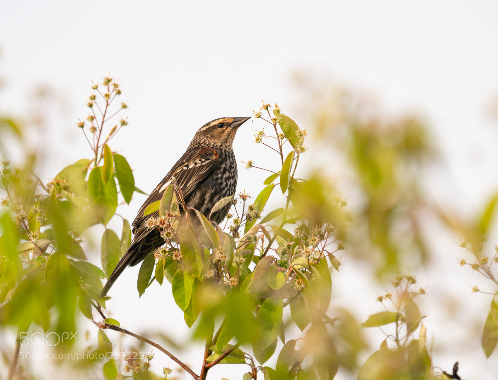Sony a6300 sample photo. Red winged blackbird (female) photography