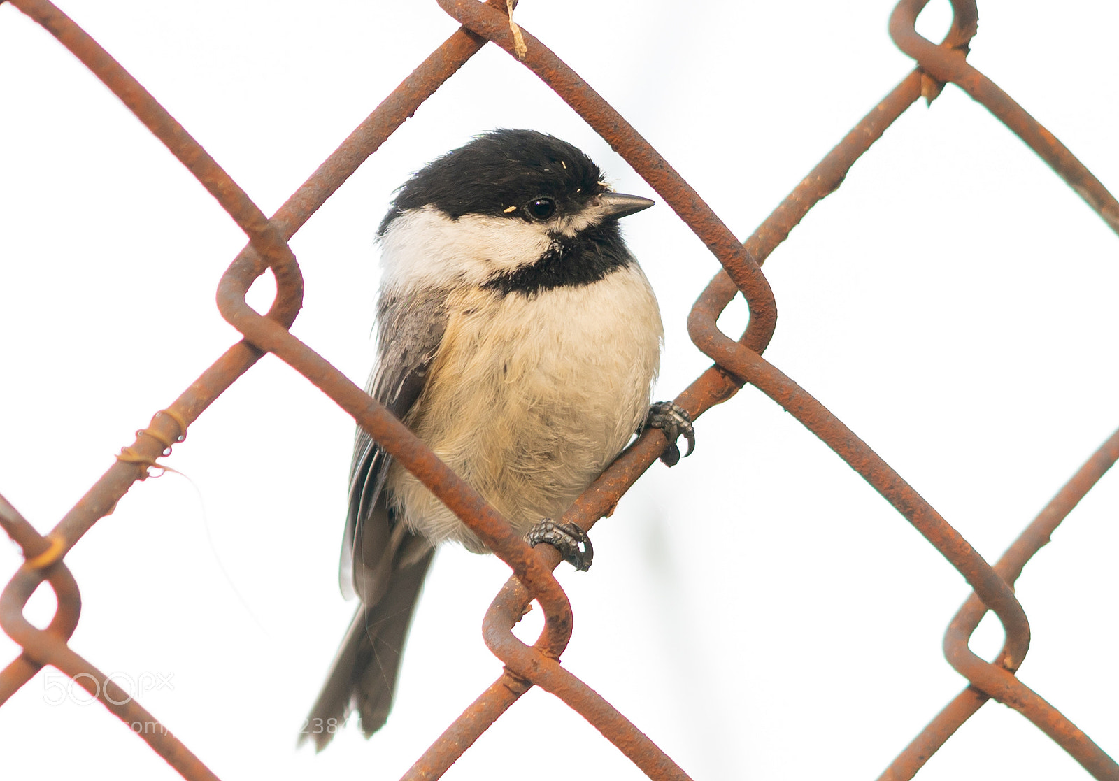 Sony a6300 sample photo. Black capped chickadee photography