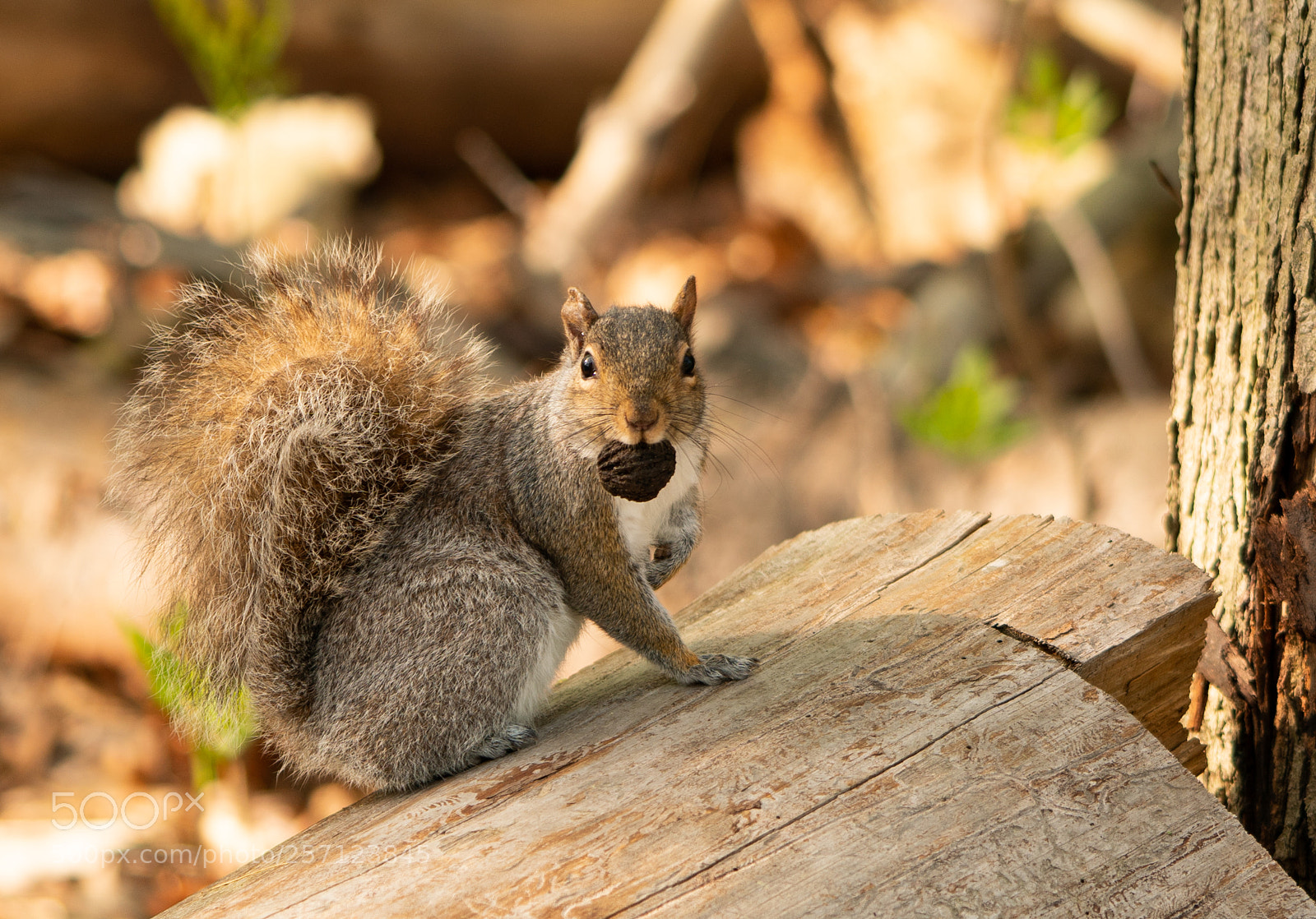 Sony a6300 sample photo. Squirrel, stay away from photography