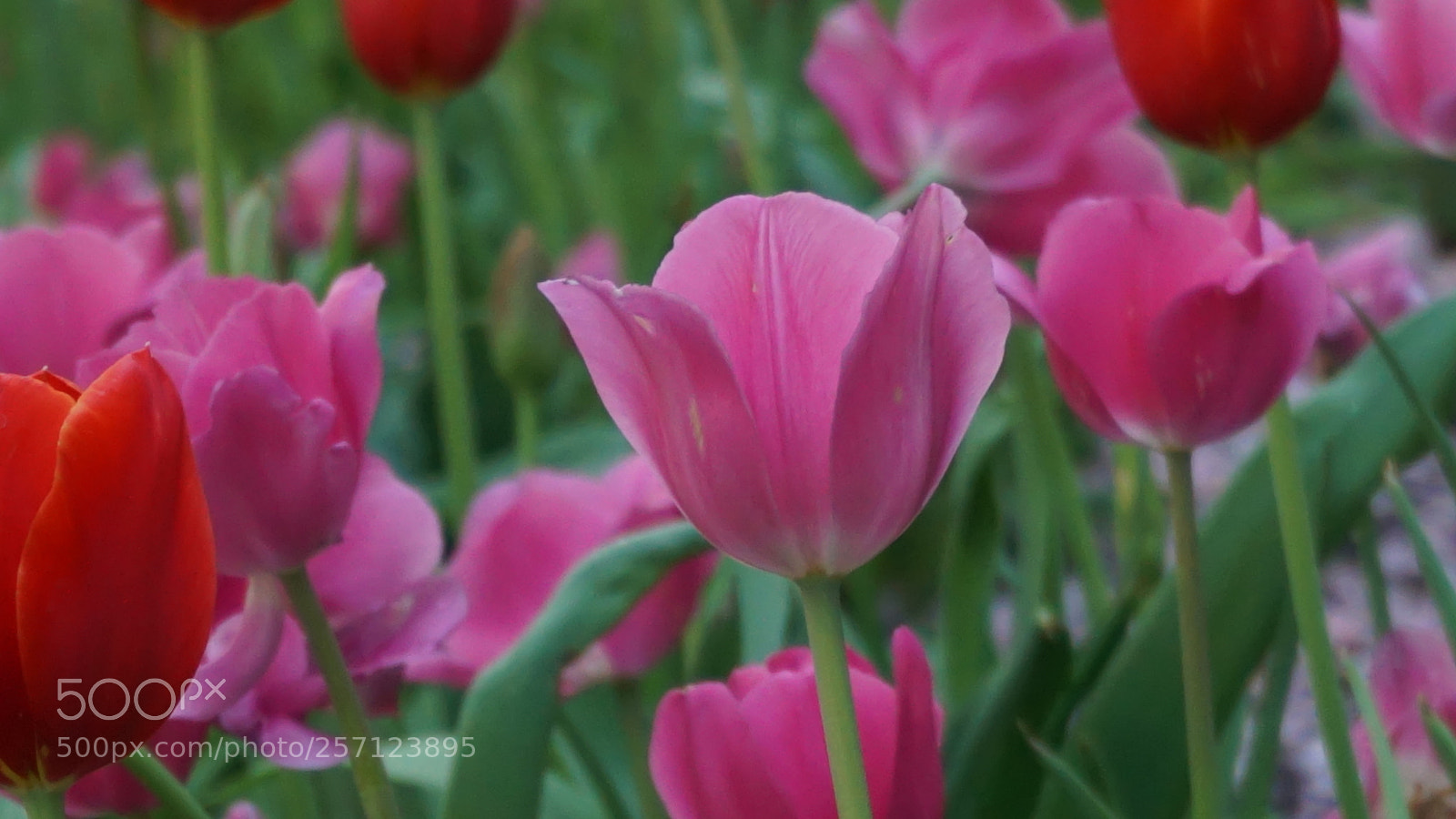 Sony a6000 sample photo. Flower photography