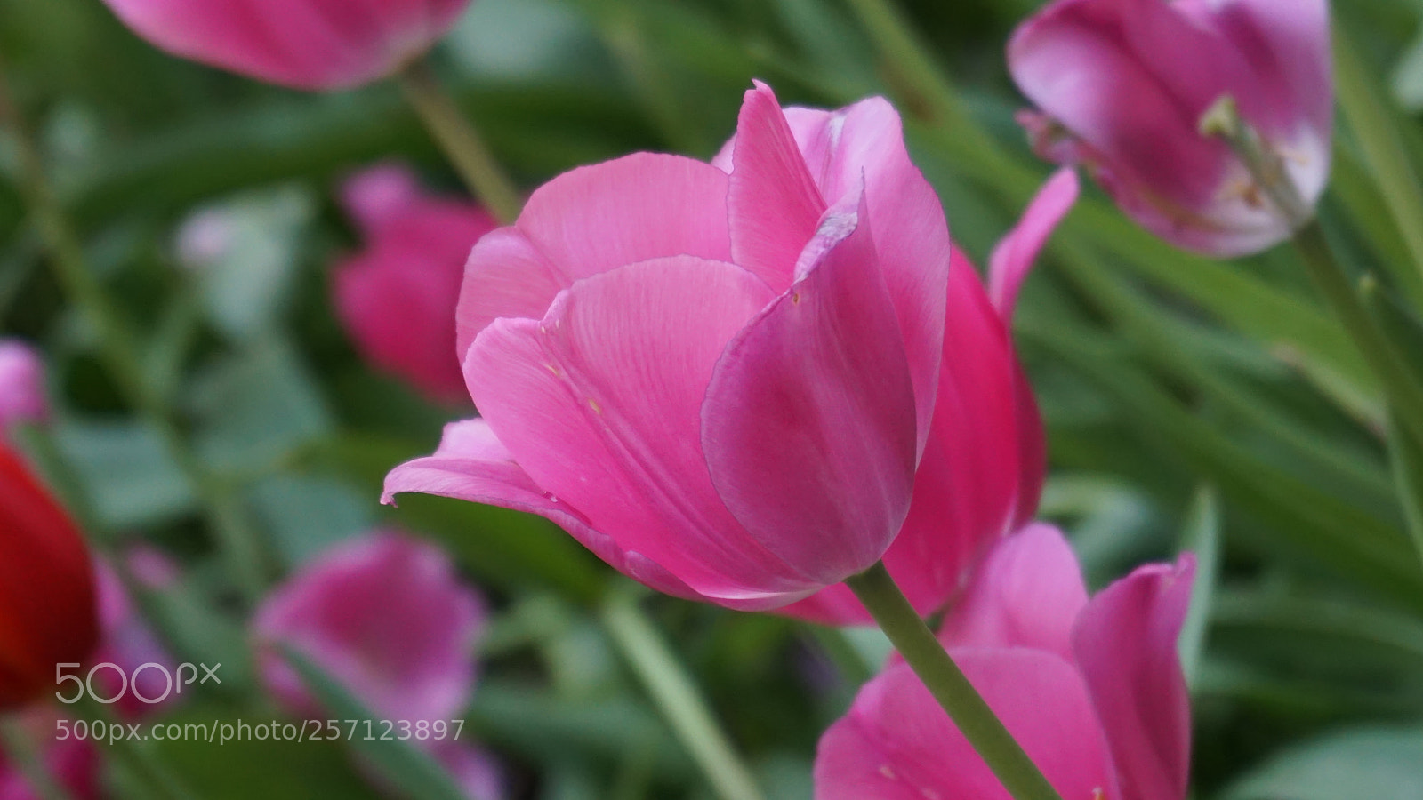 Sony a6000 sample photo. Flower photography