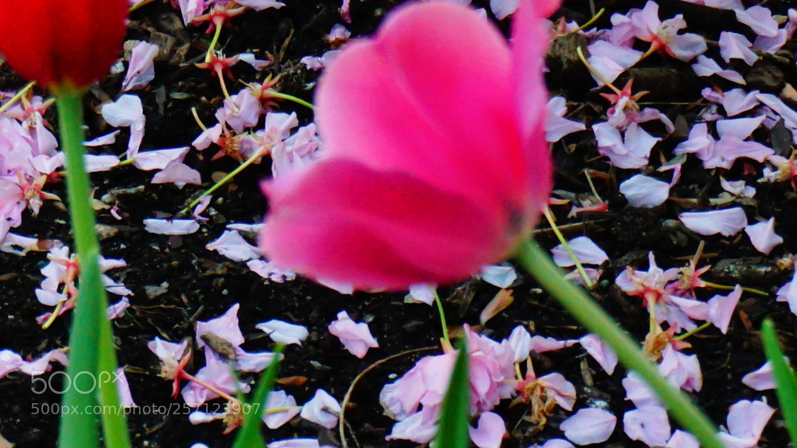 Sony a6000 sample photo. Flower photography