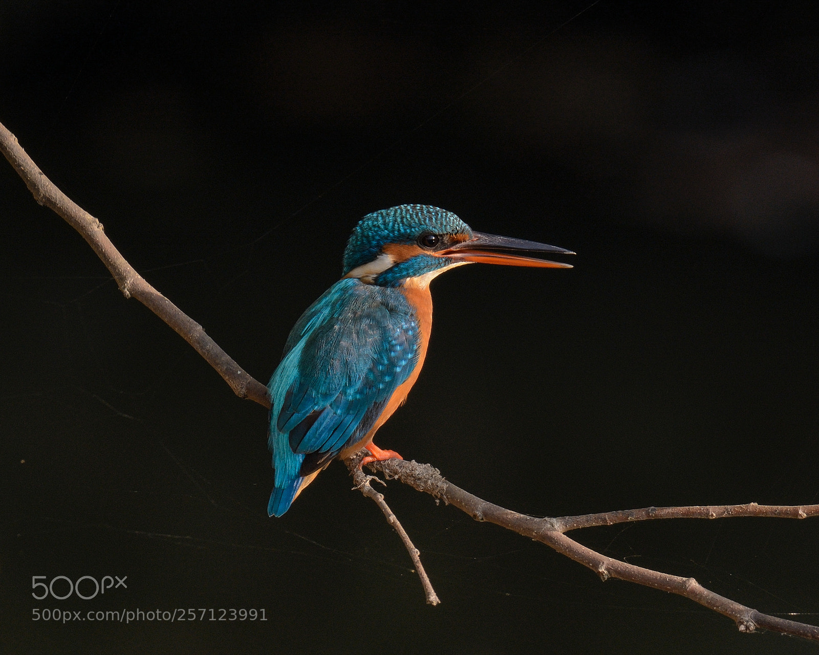 Nikon D7100 sample photo. Common kingfisher photography