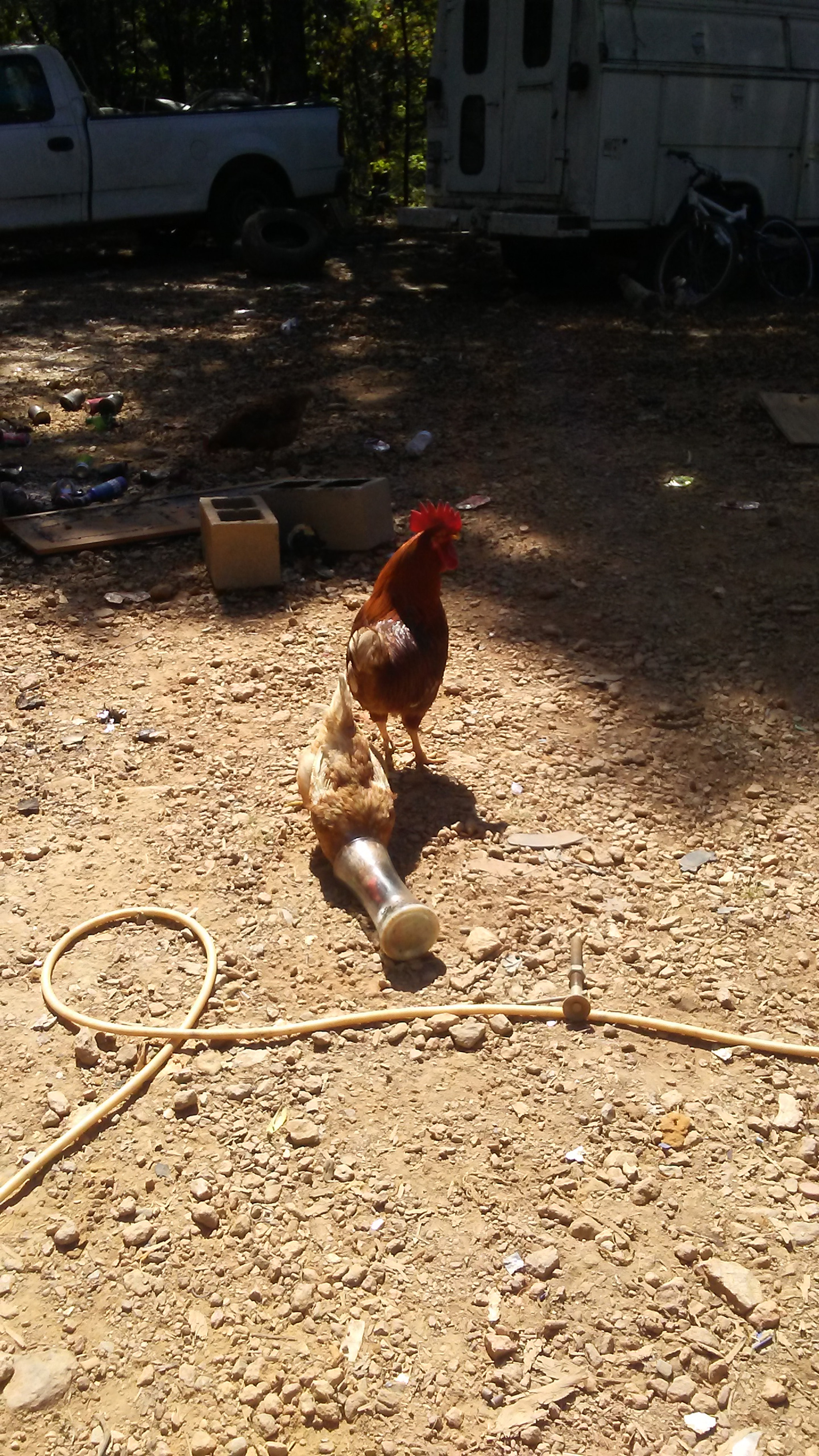 LG TREASURE sample photo. Silly bird photography