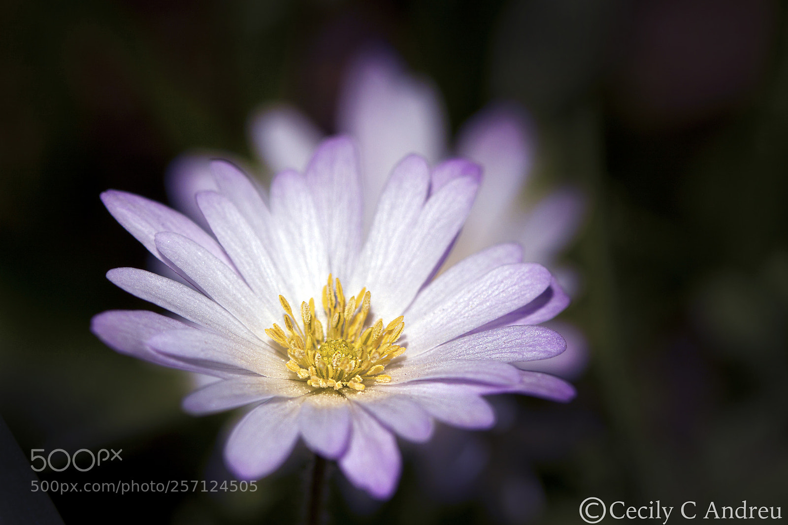 Canon EOS 40D sample photo. Anemone blanda photography