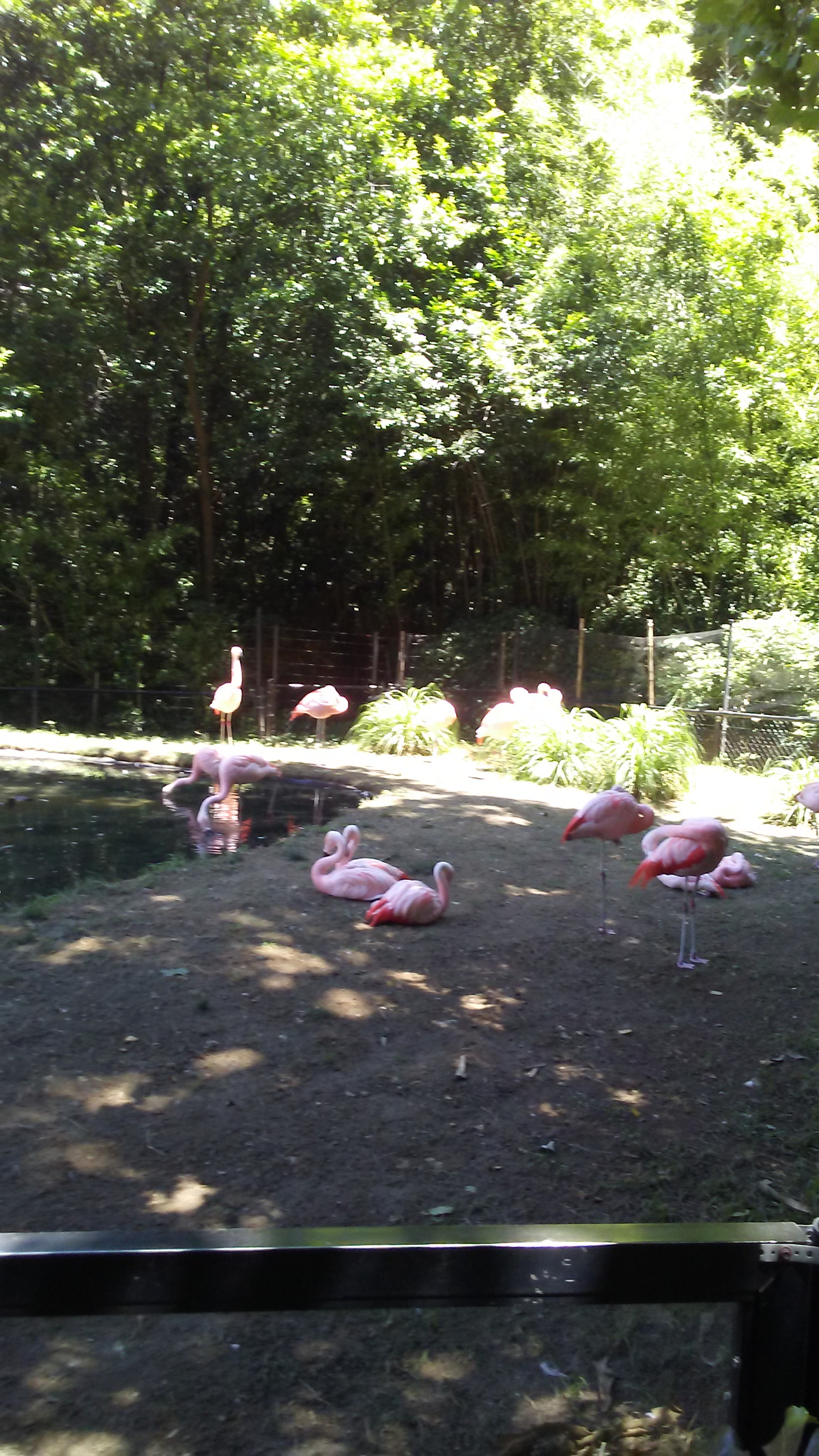 LG TREASURE sample photo. Flamingos photography