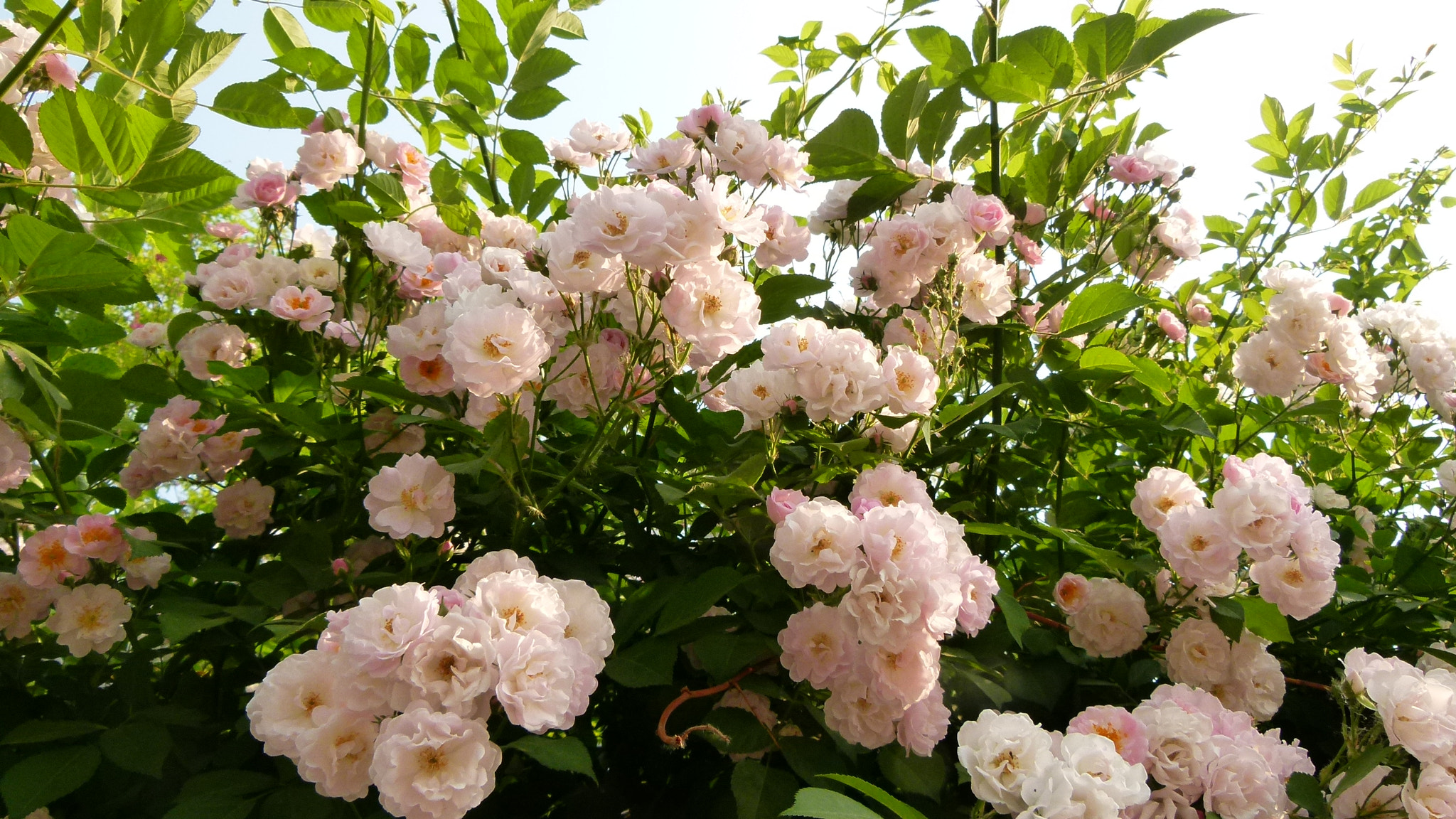 Leica V-Lux 2 sample photo