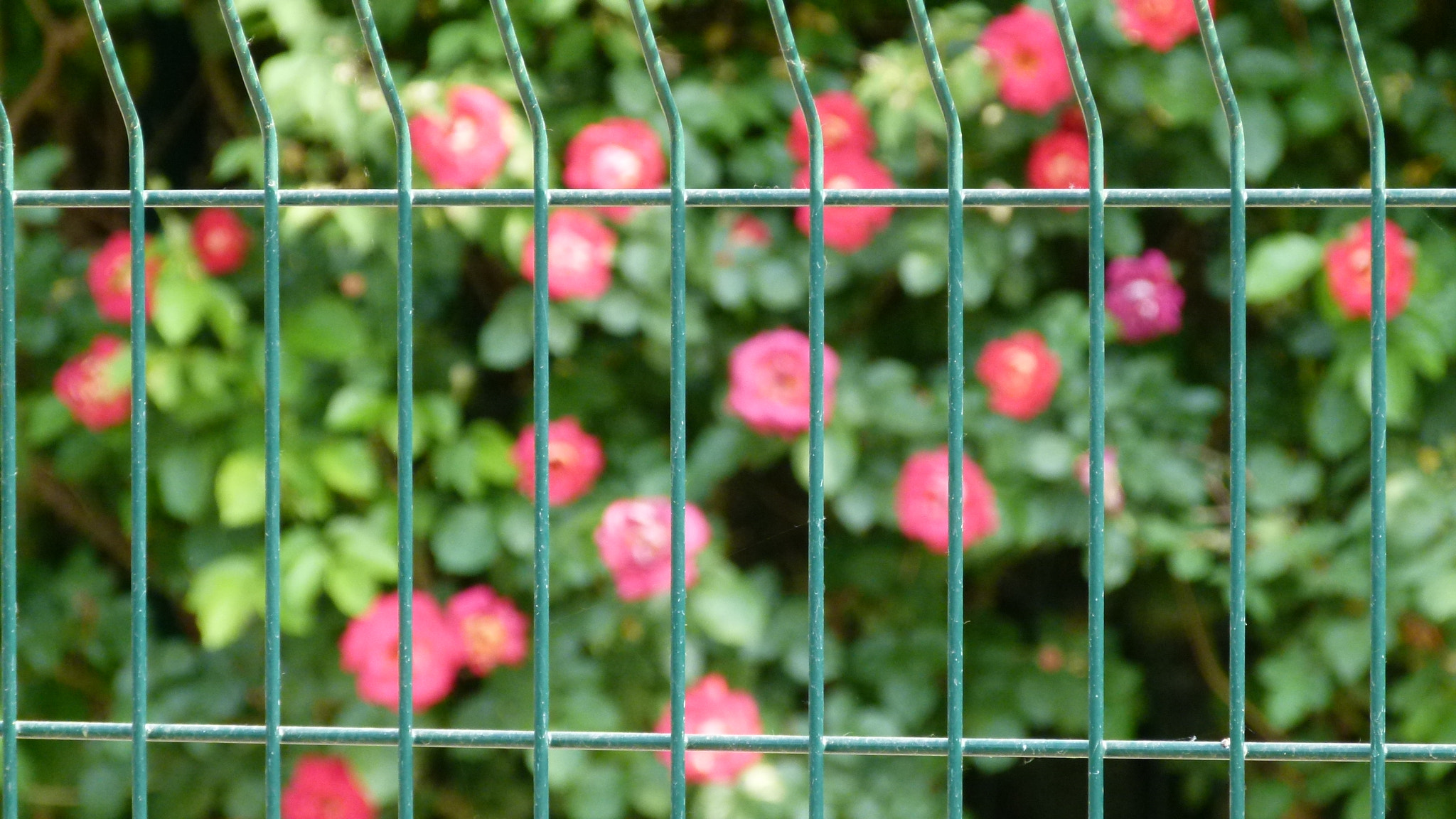 Leica V-Lux 2 sample photo