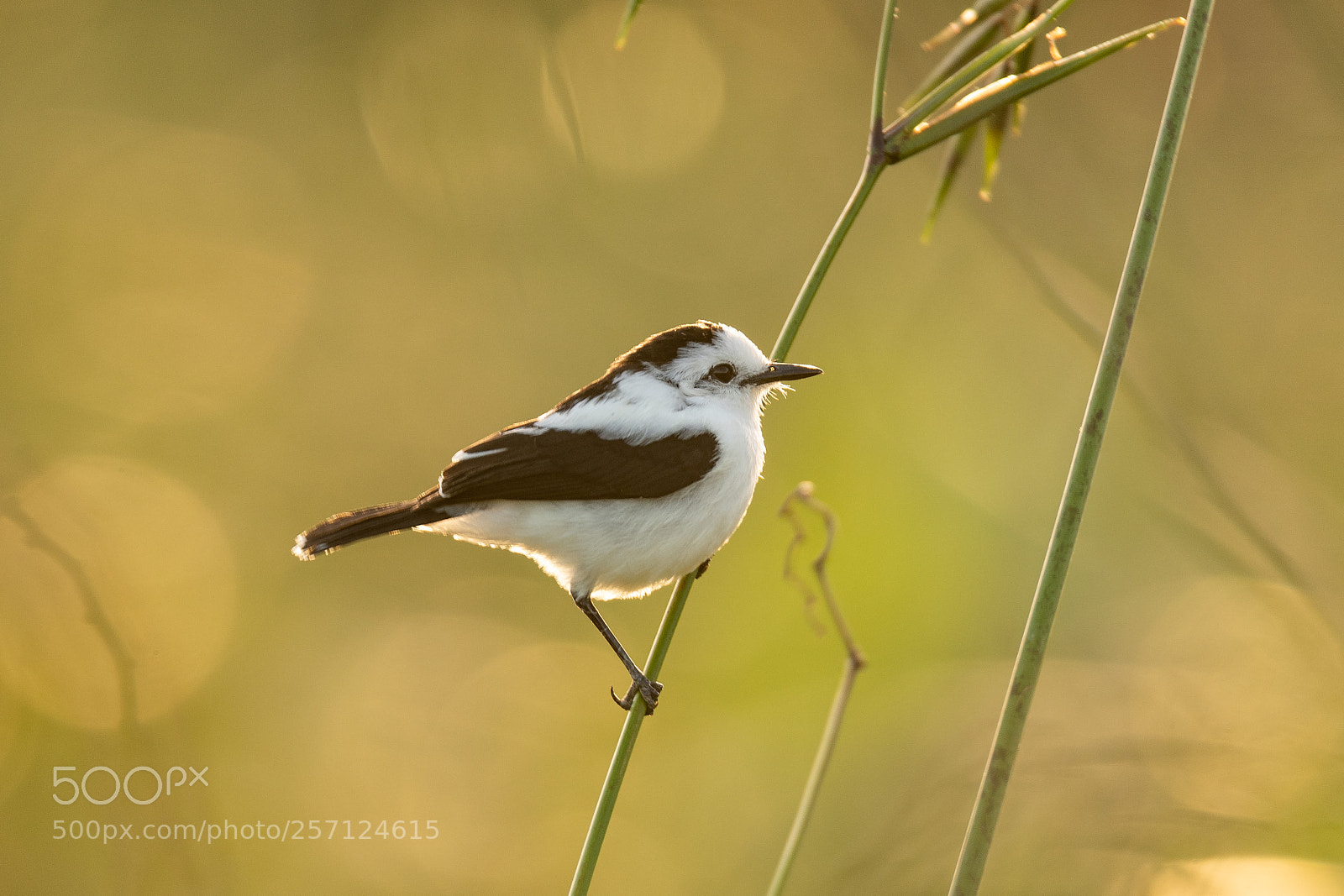 Nikon D500 sample photo. Pied water-tyrant photography