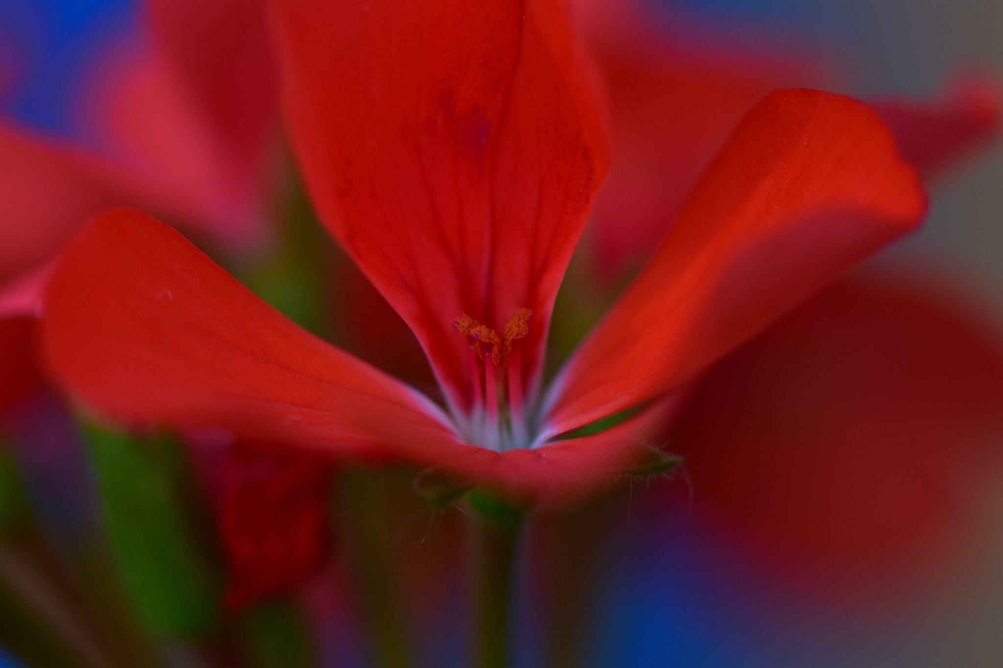 Nikon AF-S Micro-Nikkor 105mm F2.8G IF-ED VR sample photo