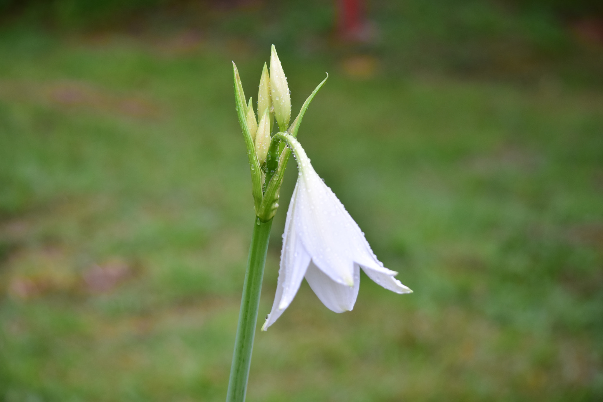Nikon D5300 sample photo. In bloom photography