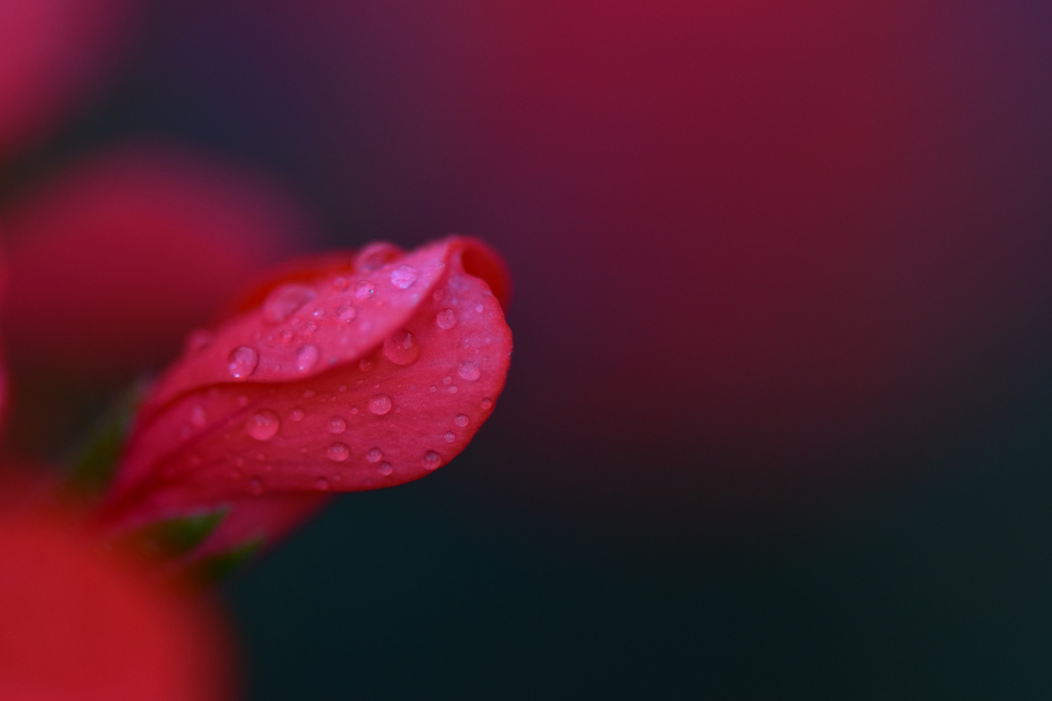 Nikon AF-S Micro-Nikkor 105mm F2.8G IF-ED VR sample photo