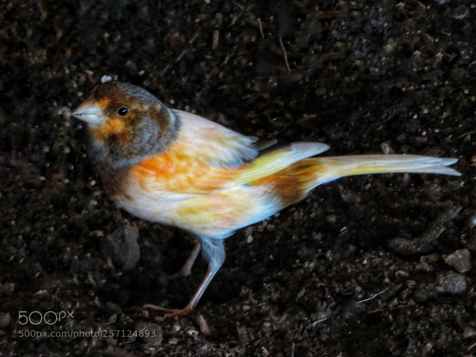 Canon PowerShot SX720 HS sample photo. Finch? photography