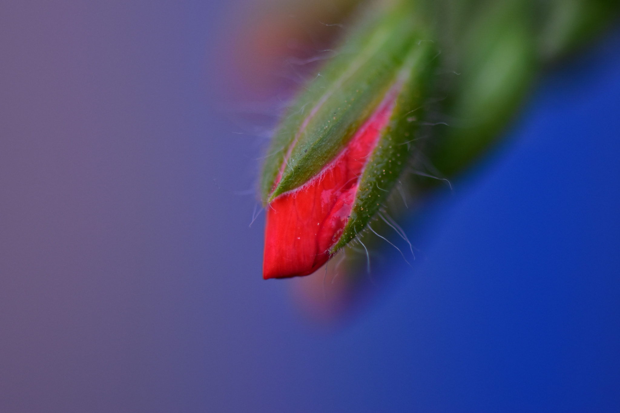 Nikon AF-S Micro-Nikkor 105mm F2.8G IF-ED VR sample photo