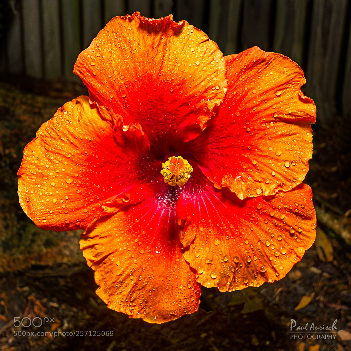 Nikon D500 sample photo. Hibiscus photography