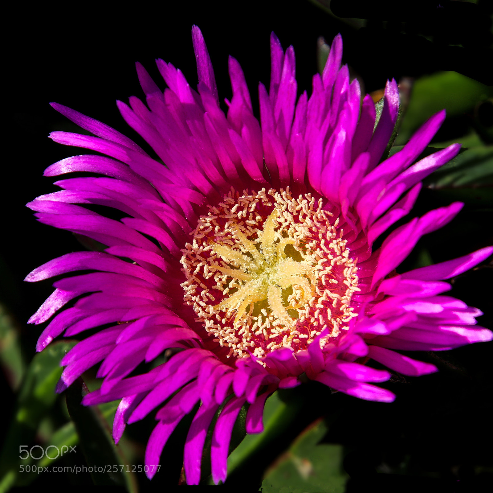 Canon EOS 77D (EOS 9000D / EOS 770D) sample photo. Lampranthus photography