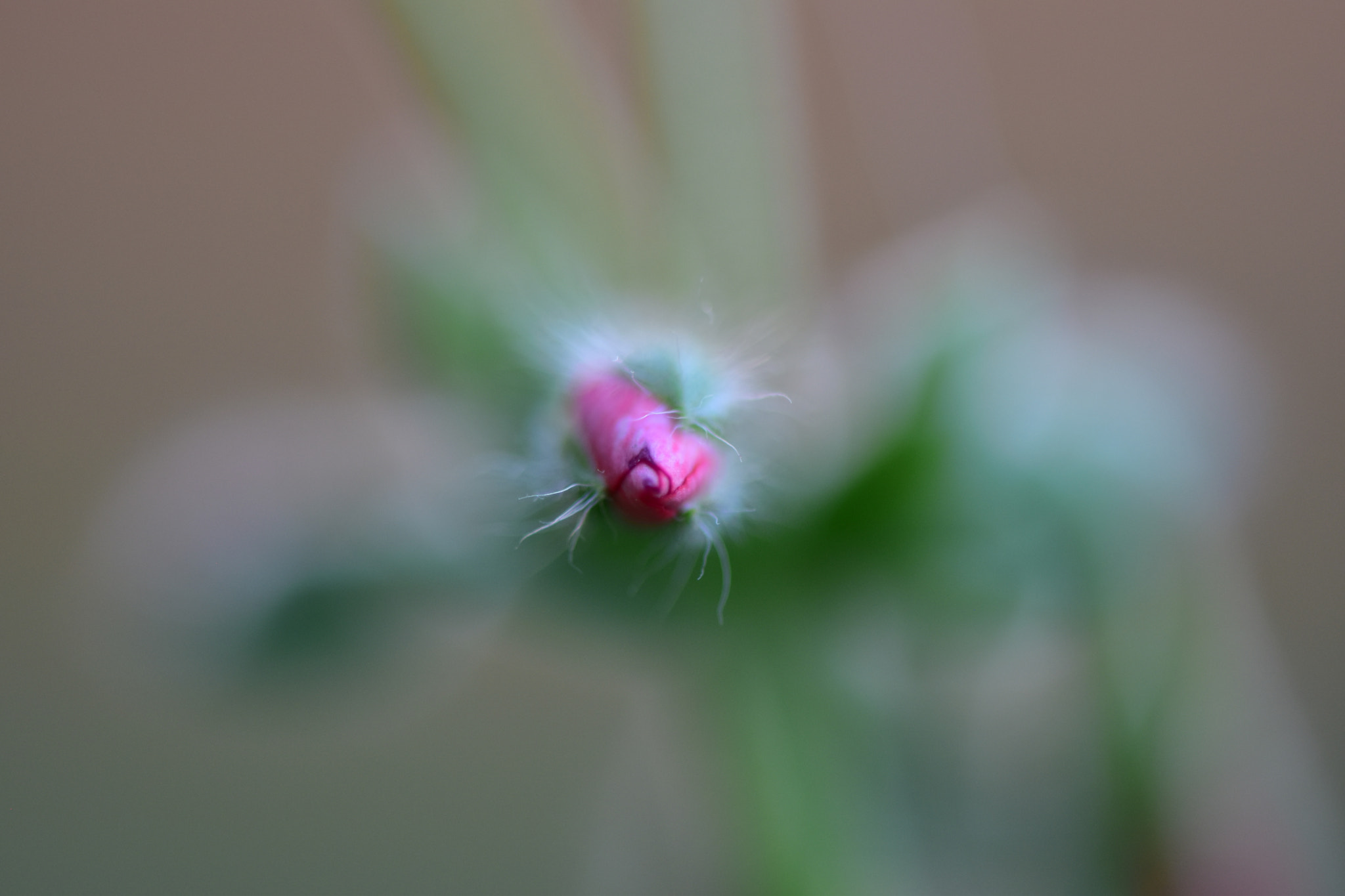 Nikon AF-S Micro-Nikkor 105mm F2.8G IF-ED VR sample photo