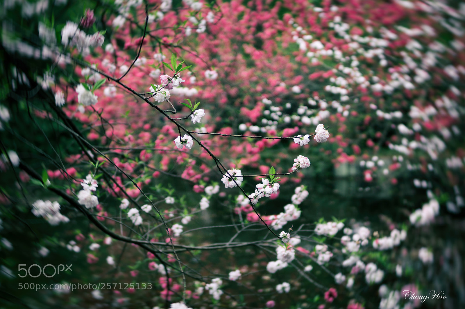 Sony a6000 sample photo. 春花 photography