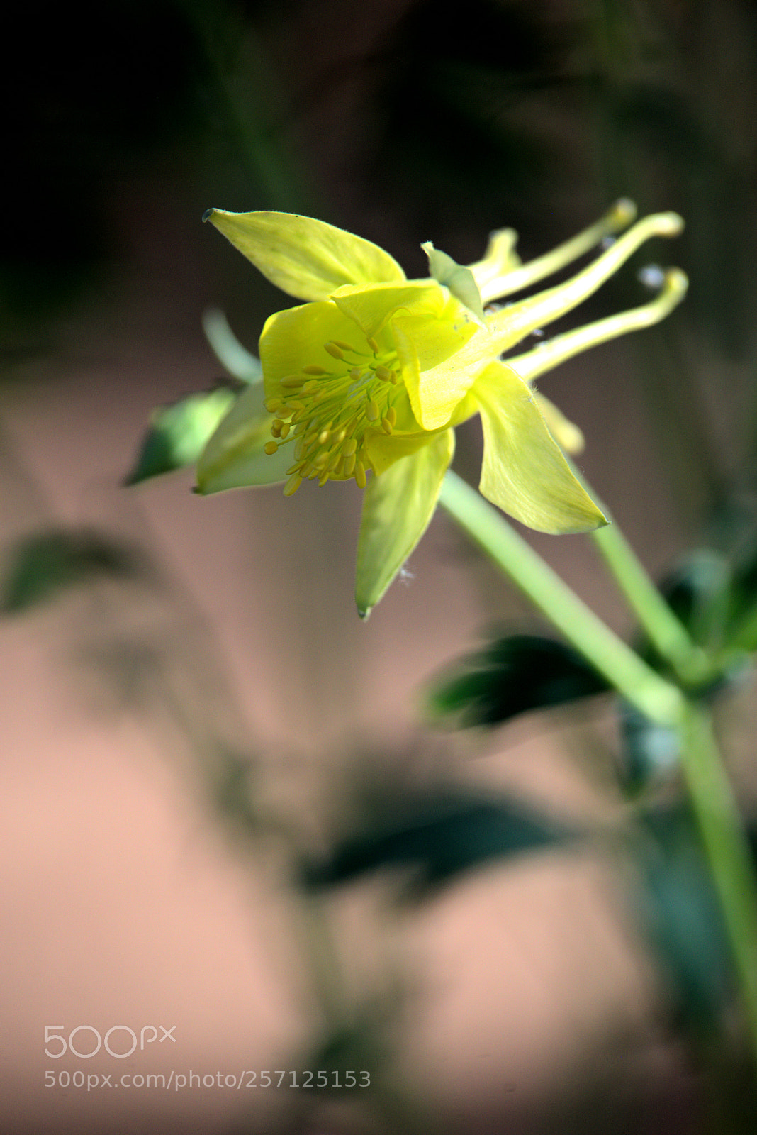 Nikon D610 sample photo. Columbine photography
