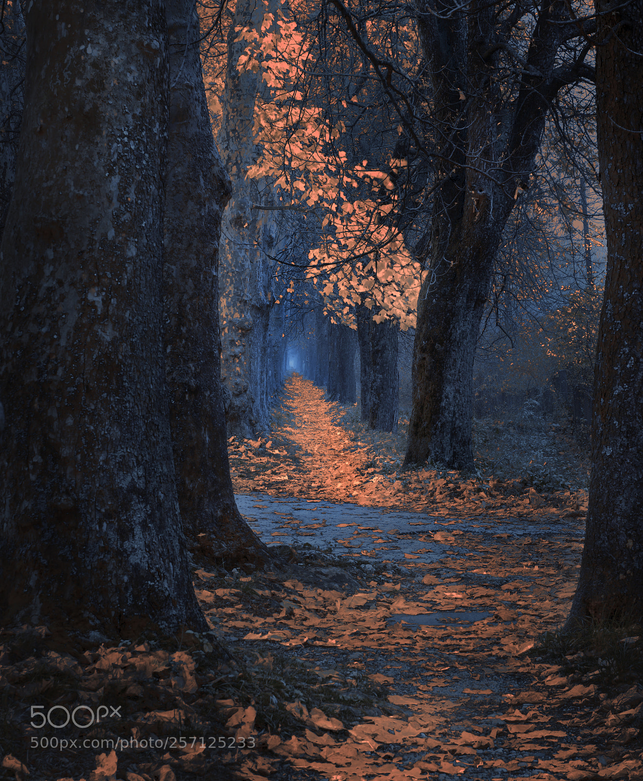 Nikon D610 sample photo. Autumn trees photography