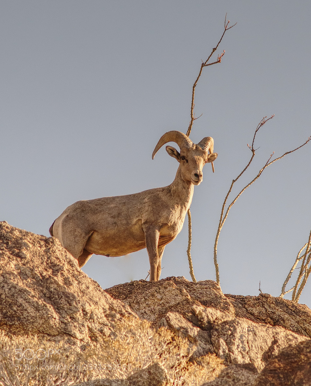 Sony SLT-A99V sample photo. Borrego photography