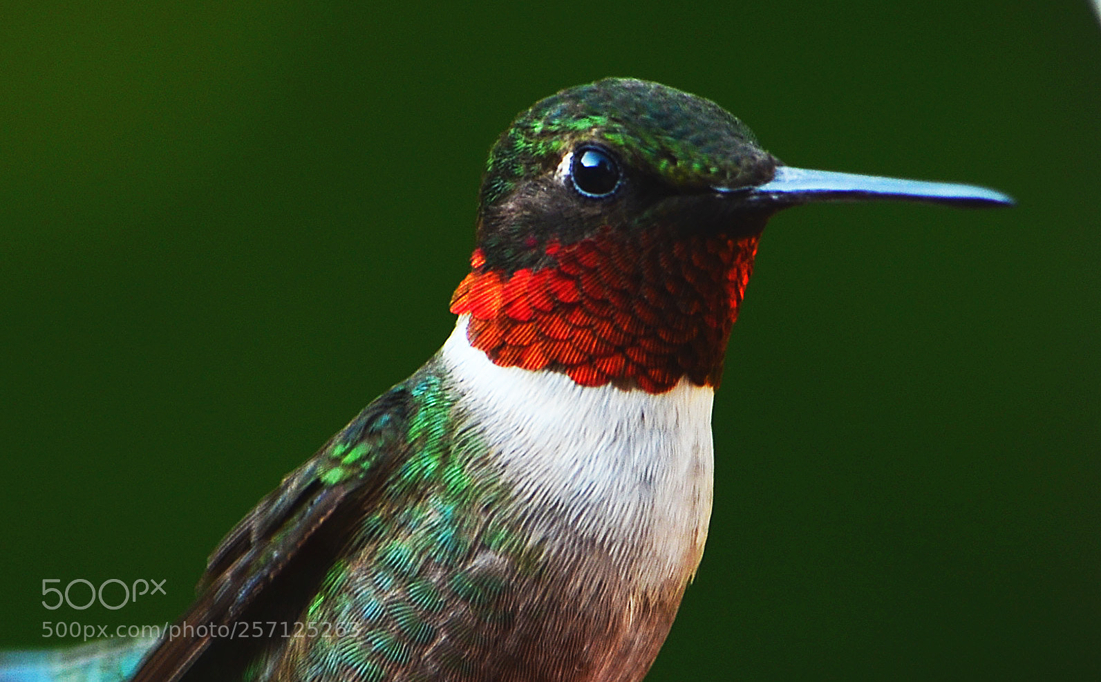 Nikon D5100 sample photo. Ruby throated hummingbird photography