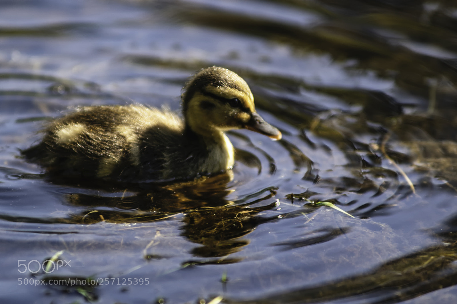Sony a9 sample photo. Duckling photography