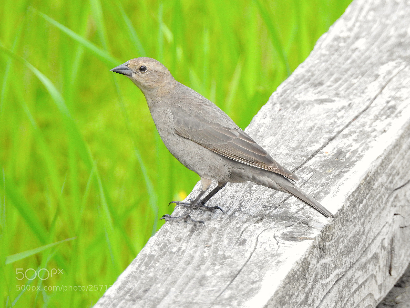Nikon Coolpix P900 sample photo. Brown-headed cowbird photography