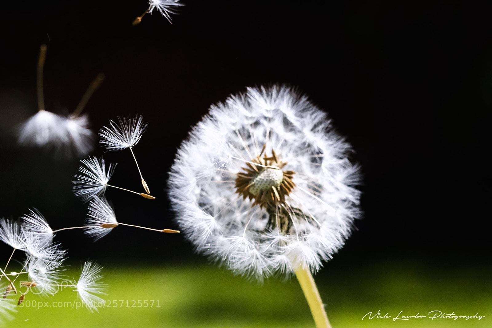 Canon EOS 80D sample photo. Blowing seeds photography