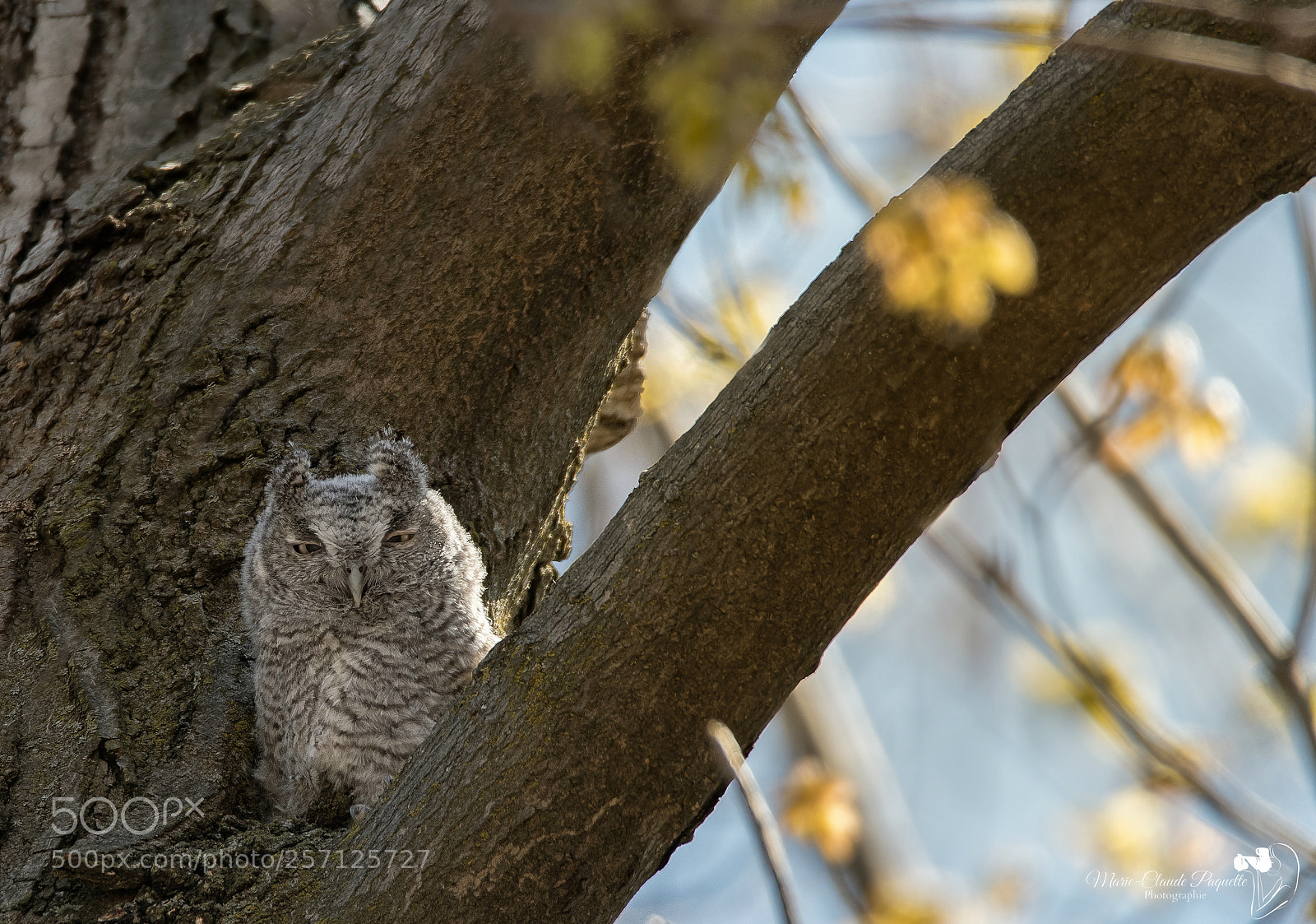 Nikon D500 sample photo. Petit duc photography