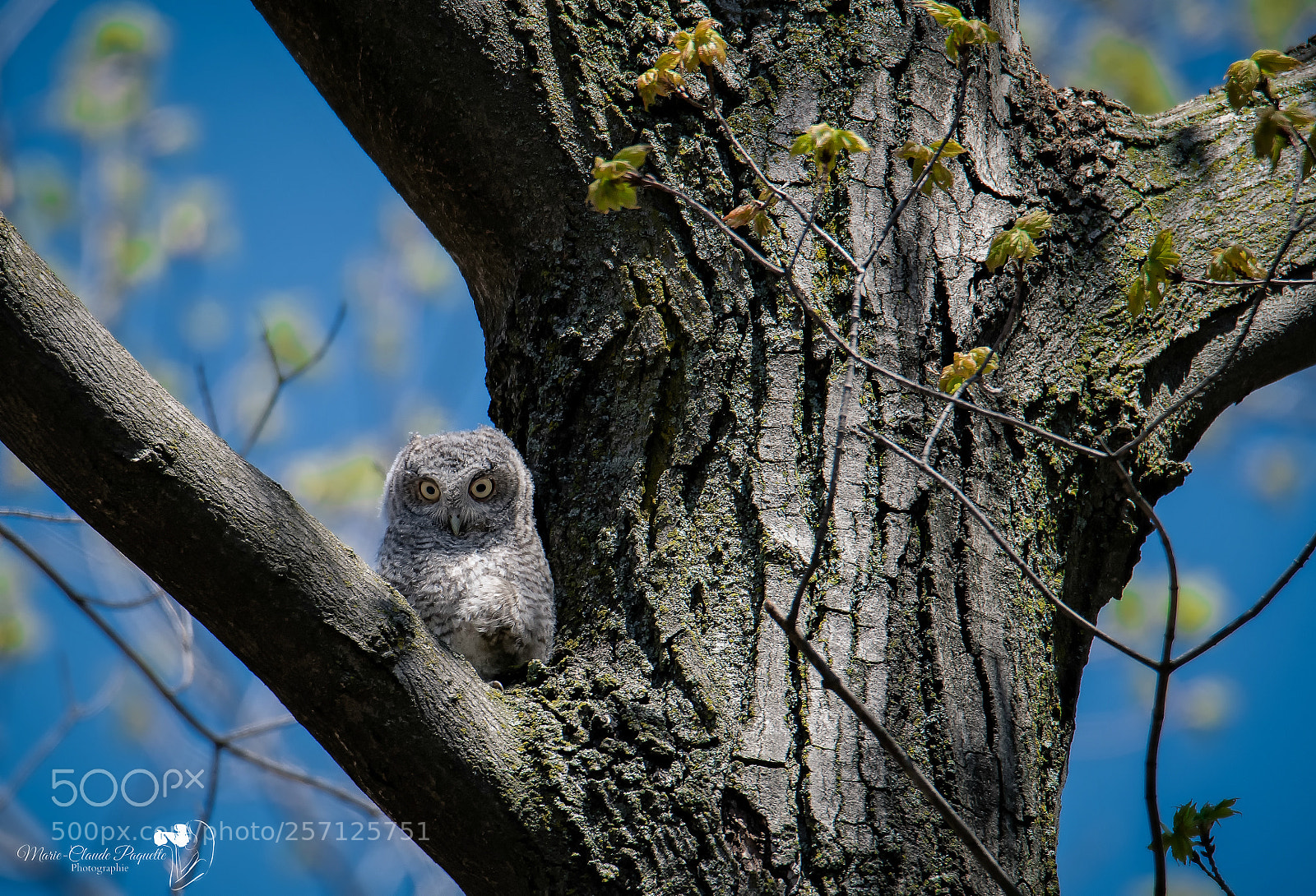 Nikon D500 sample photo. Petit duc photography