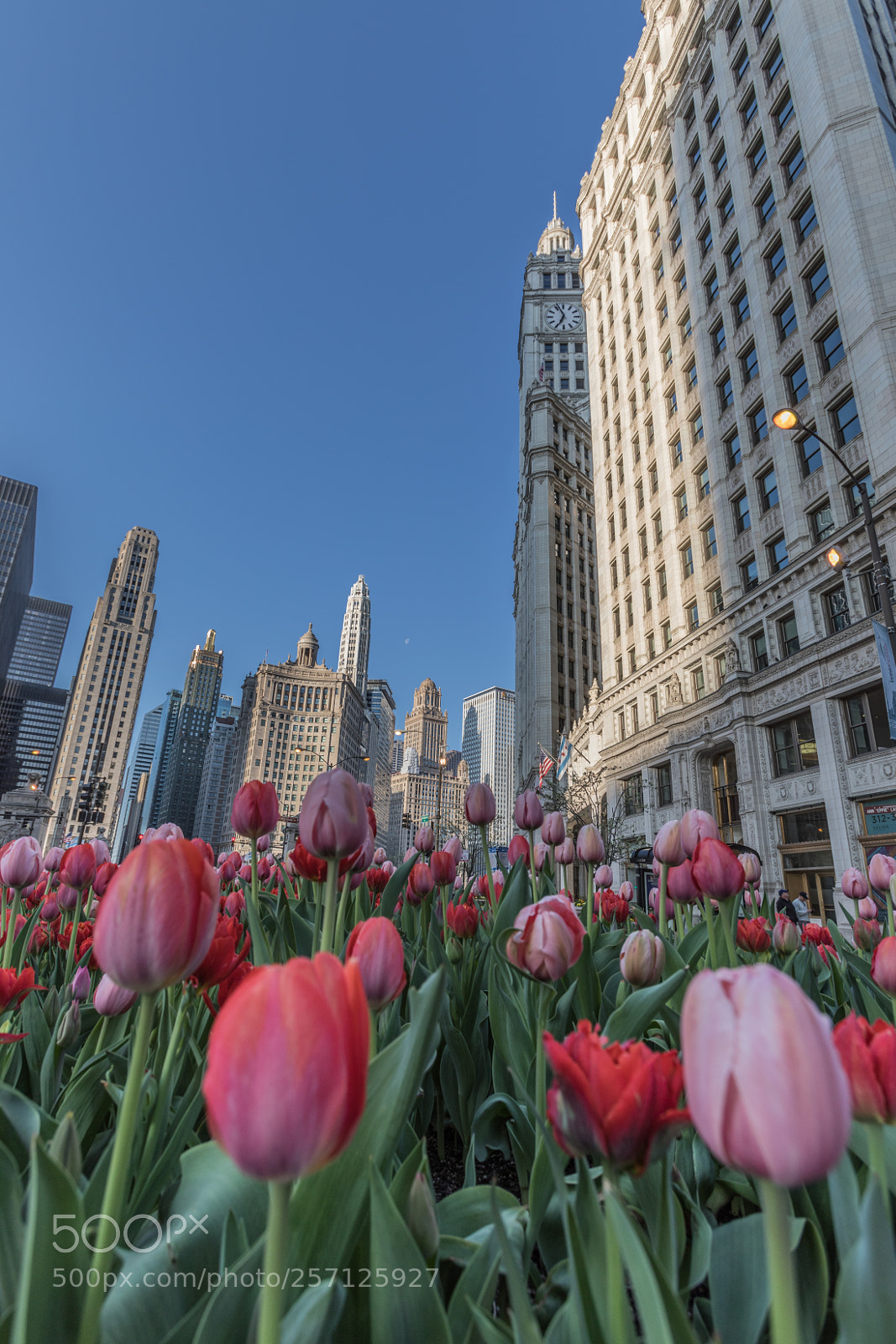 Canon EOS 5D Mark IV sample photo. Chicago sunrise photography