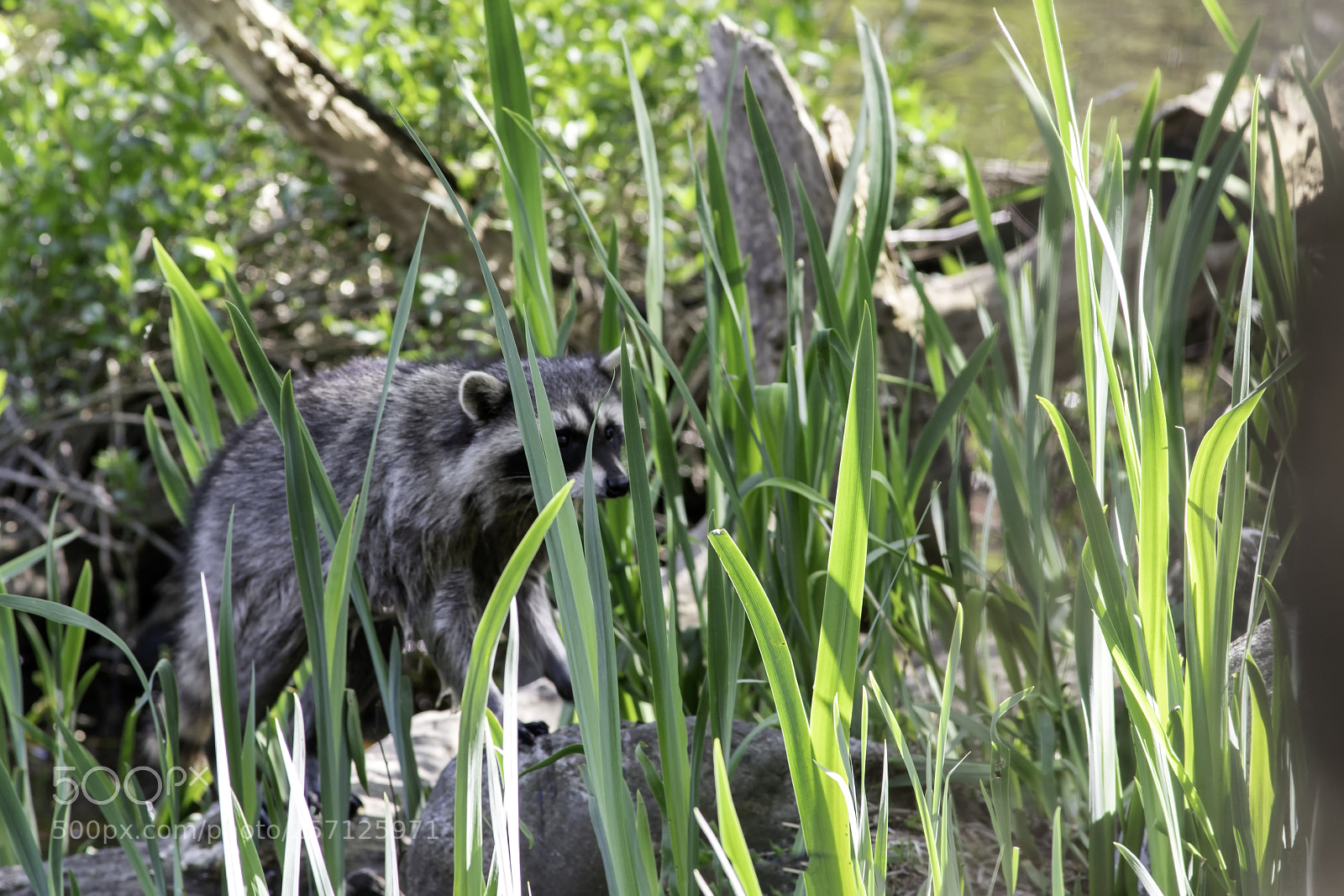 Sony a9 sample photo. Trash panda photography