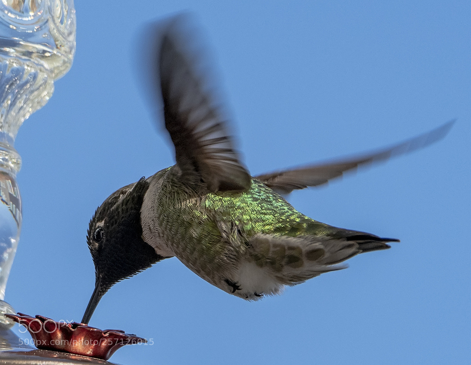 Nikon D850 sample photo. Anna's hummingbird feeding under photography