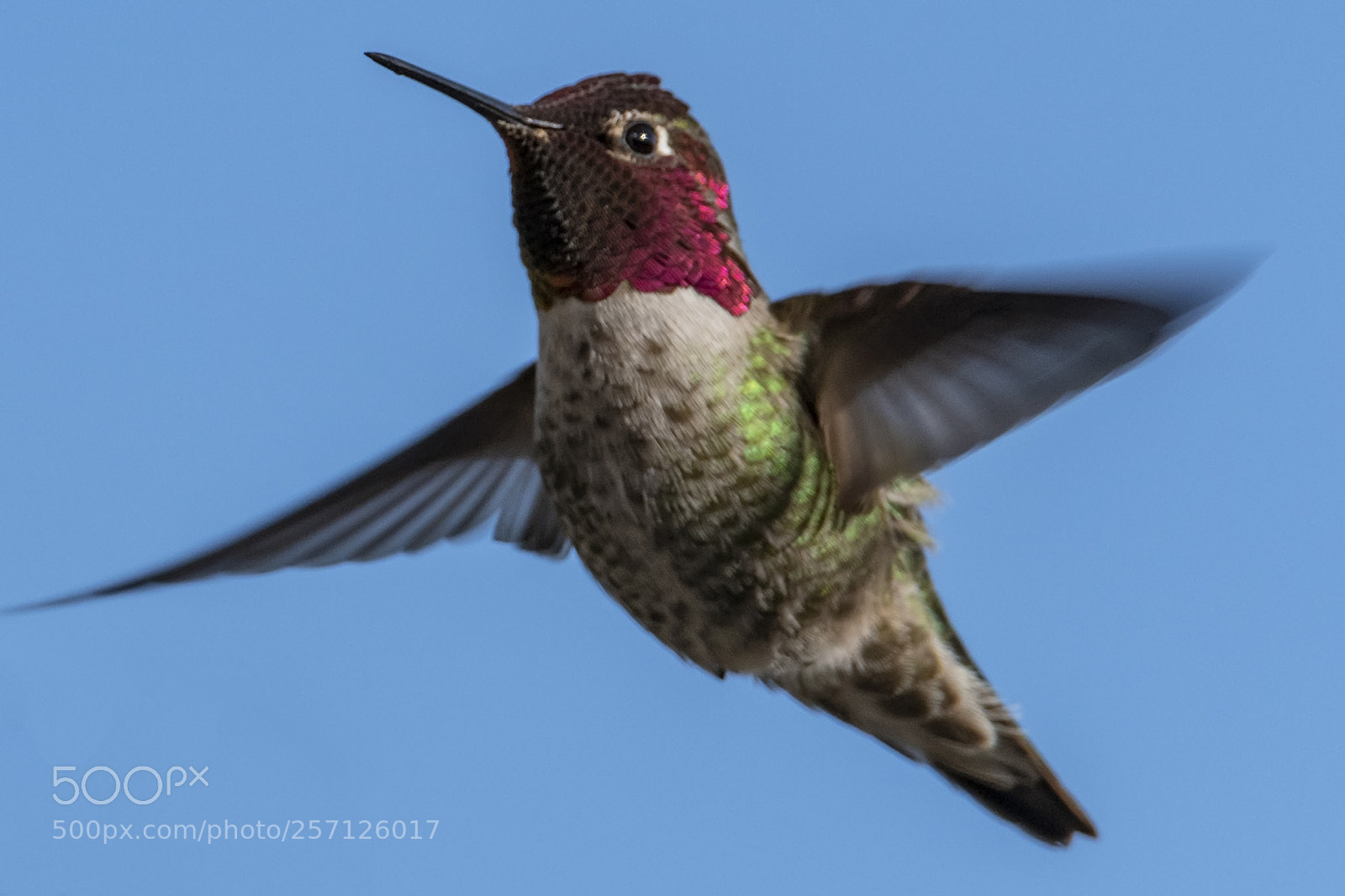 Nikon D850 sample photo. Anna's hummingbird feeding under photography