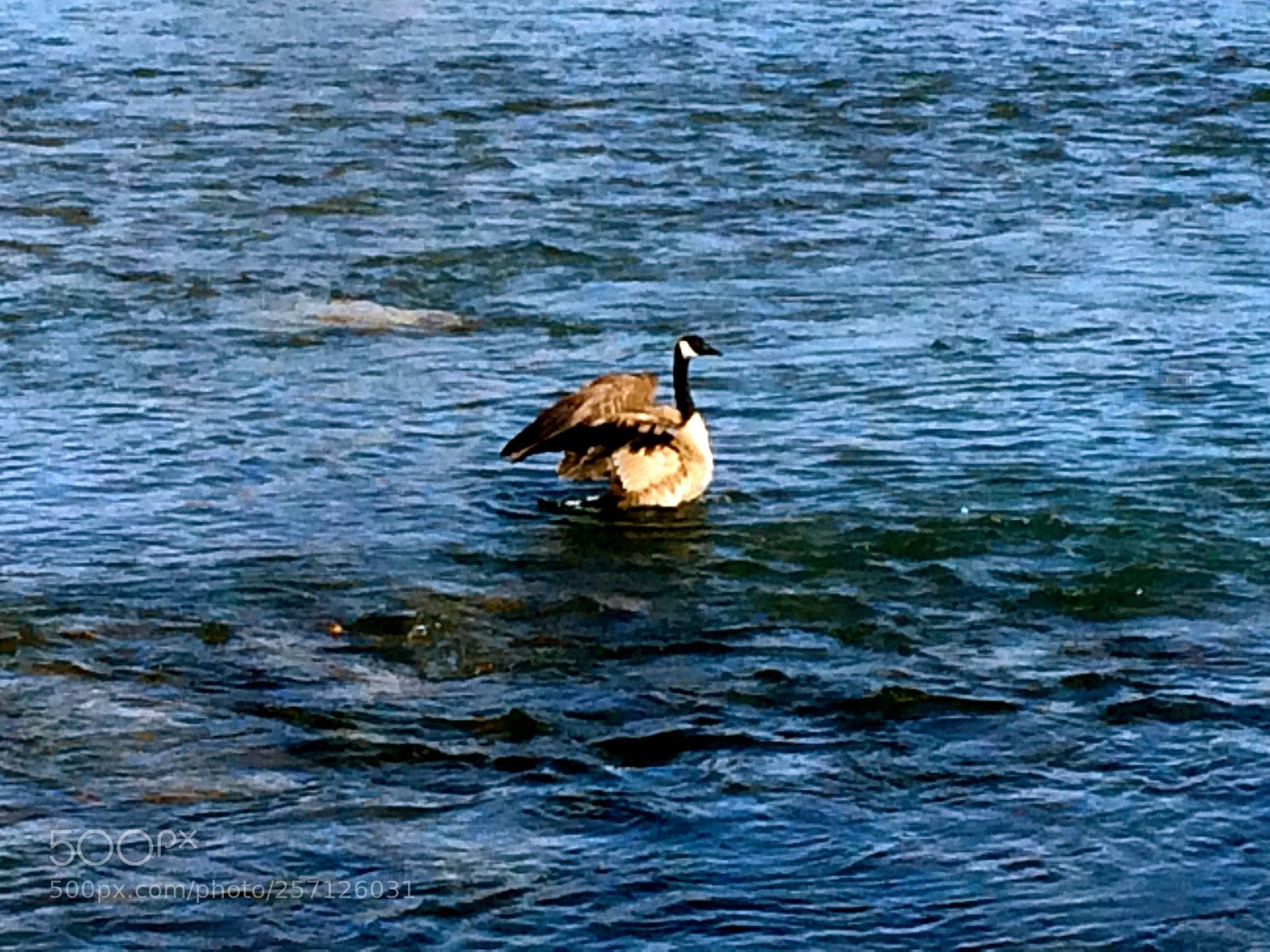 Apple iPhone 5s sample photo. Img photography