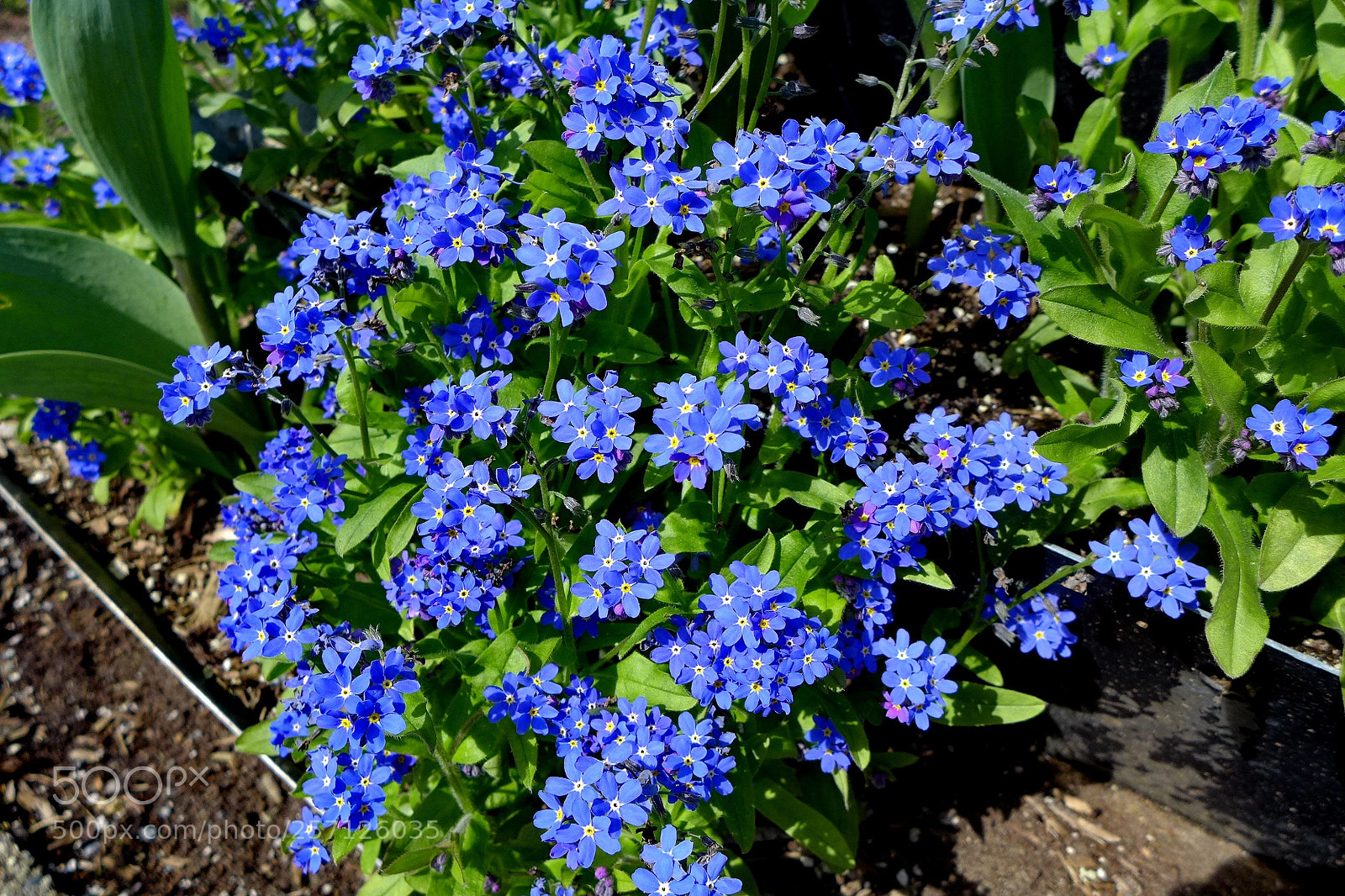 Panasonic Lumix DMC-LX7 sample photo. Flowers photography