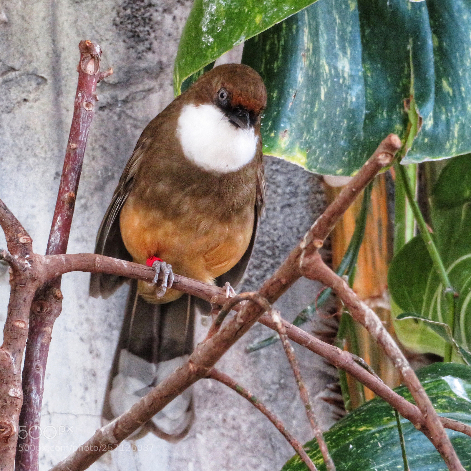 Canon PowerShot SX720 HS sample photo. White-throated laughingthrush photography