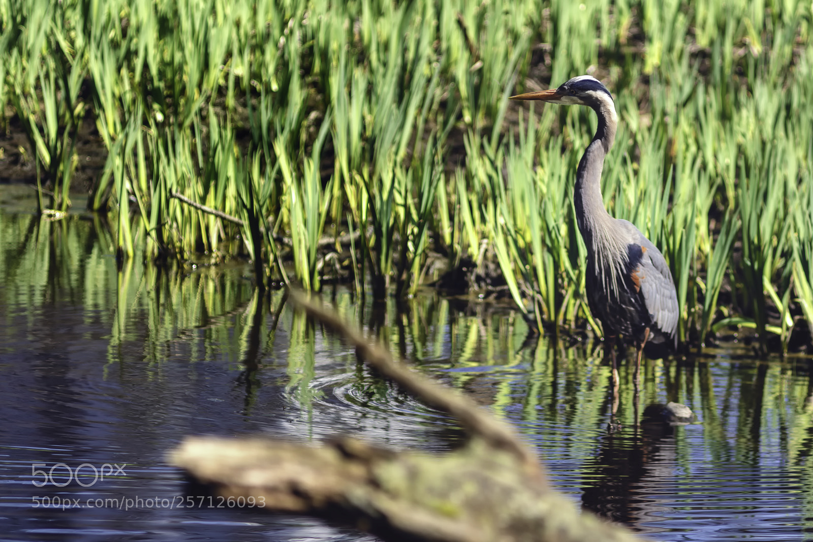Sony a9 sample photo. Heron photography