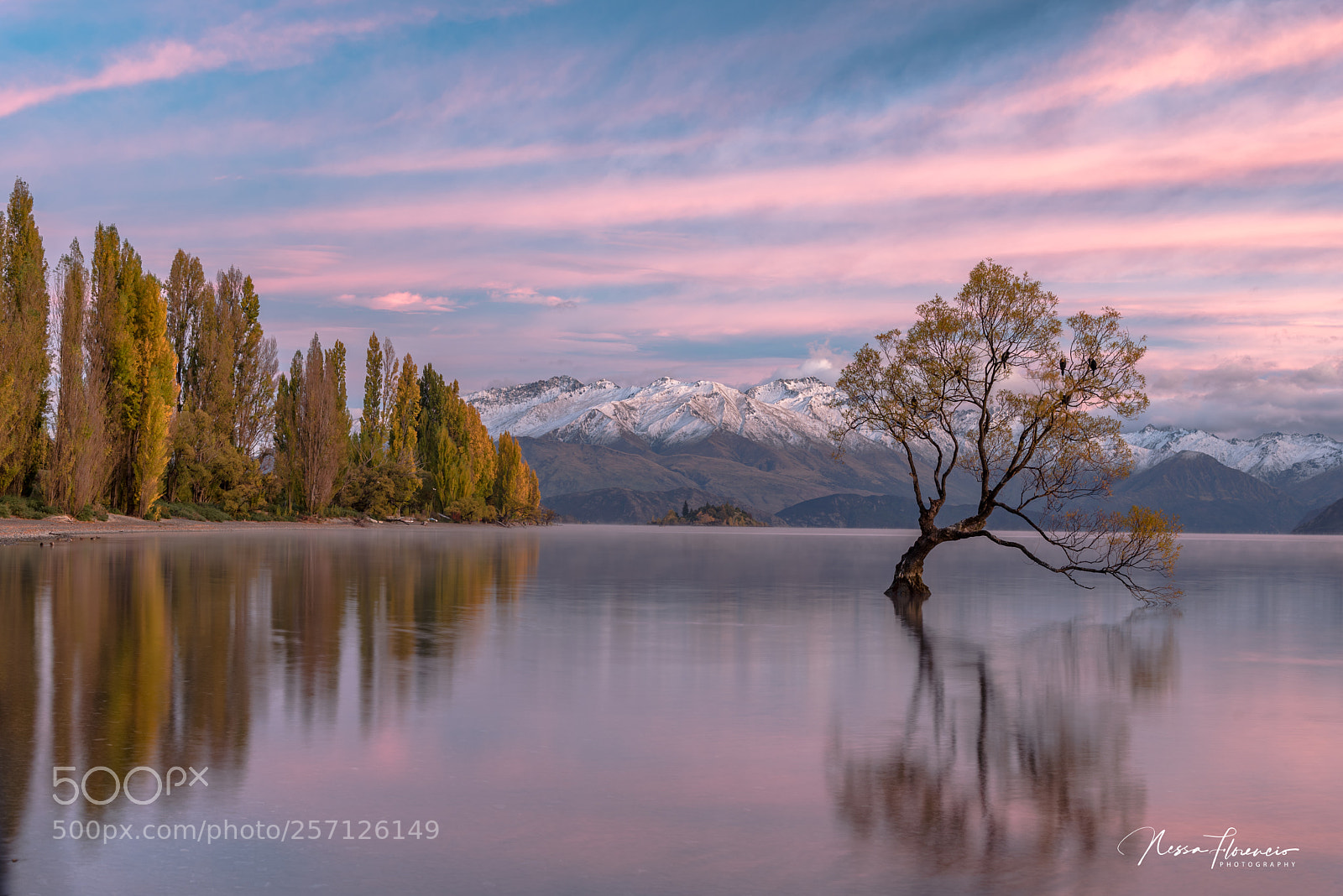Nikon D750 sample photo. Wanaka tree photography