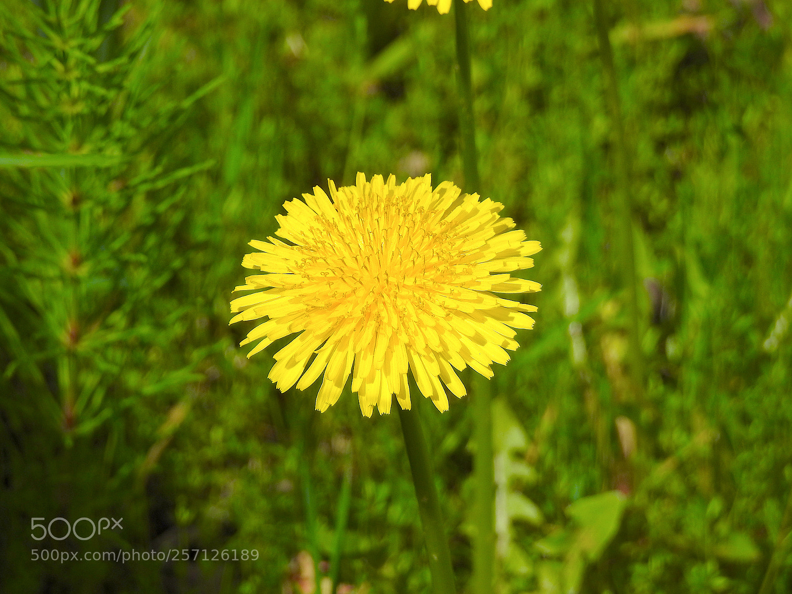 Nikon Coolpix P900 sample photo. Yellow photography