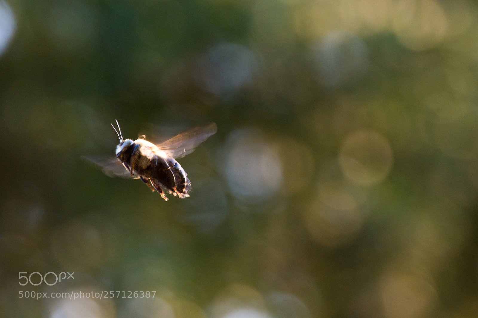 Nikon D7200 sample photo. Bee in flight photography