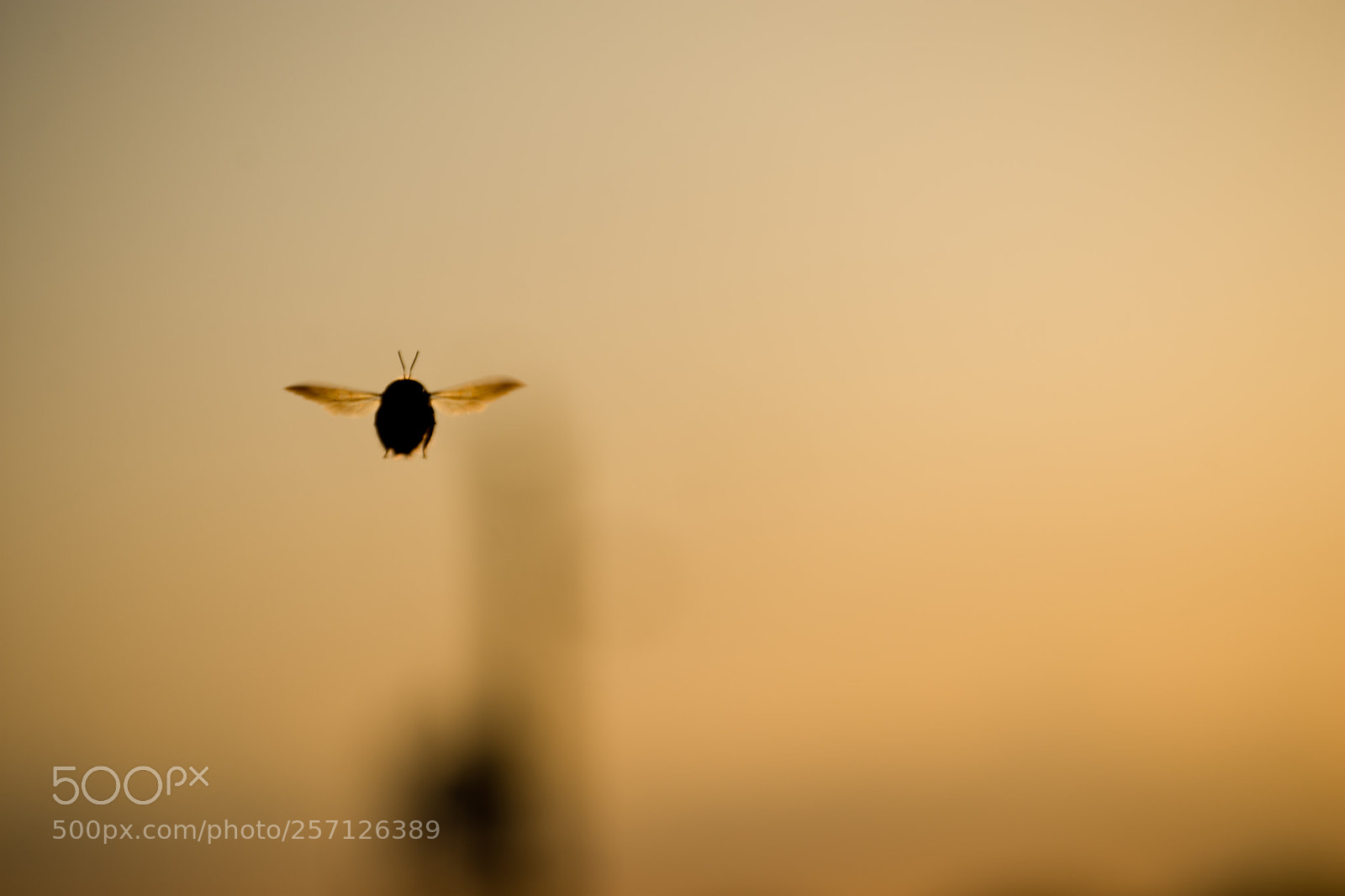 Nikon D7200 sample photo. Bee in sunset photography