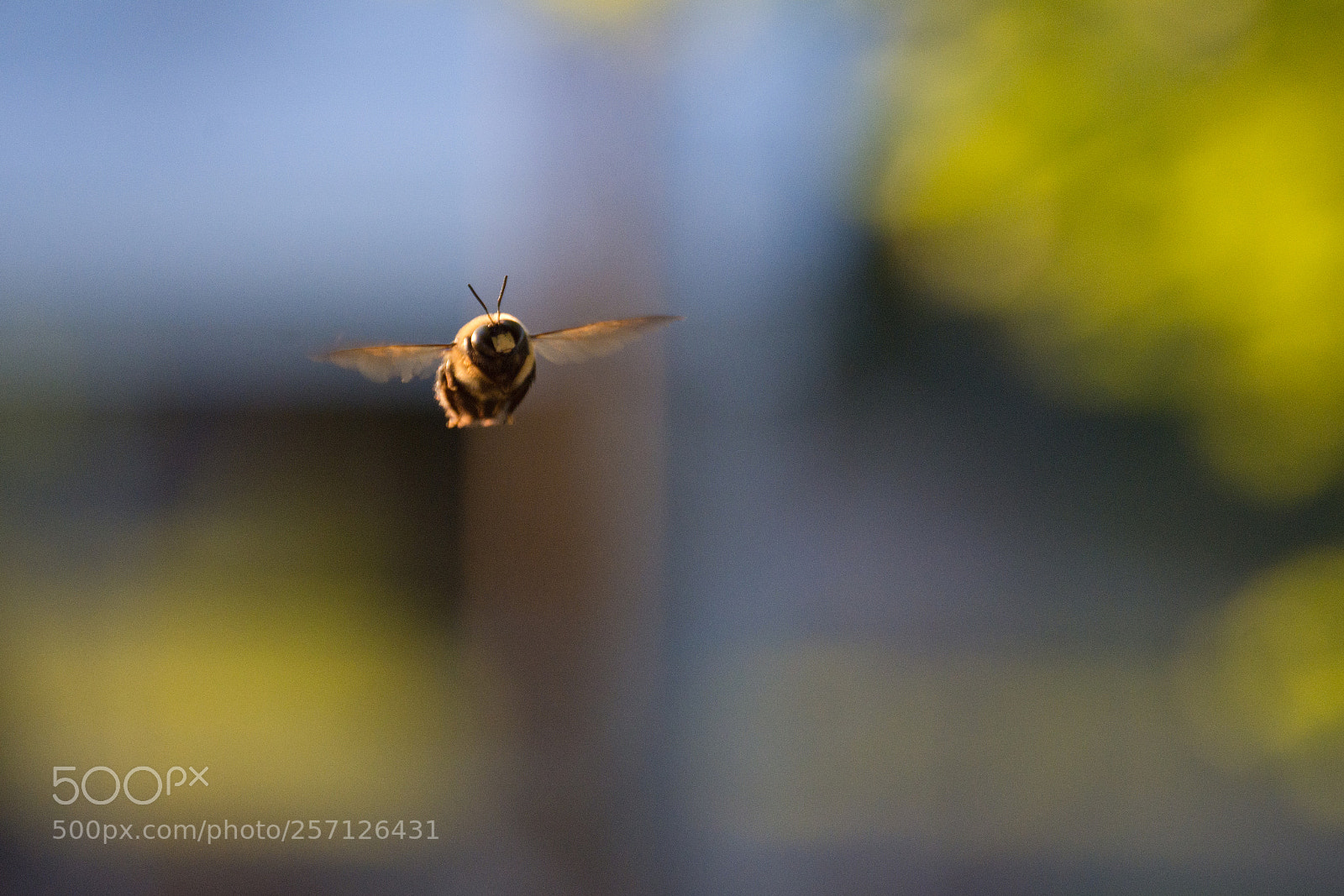 Nikon D7200 sample photo. Bee in flight photography