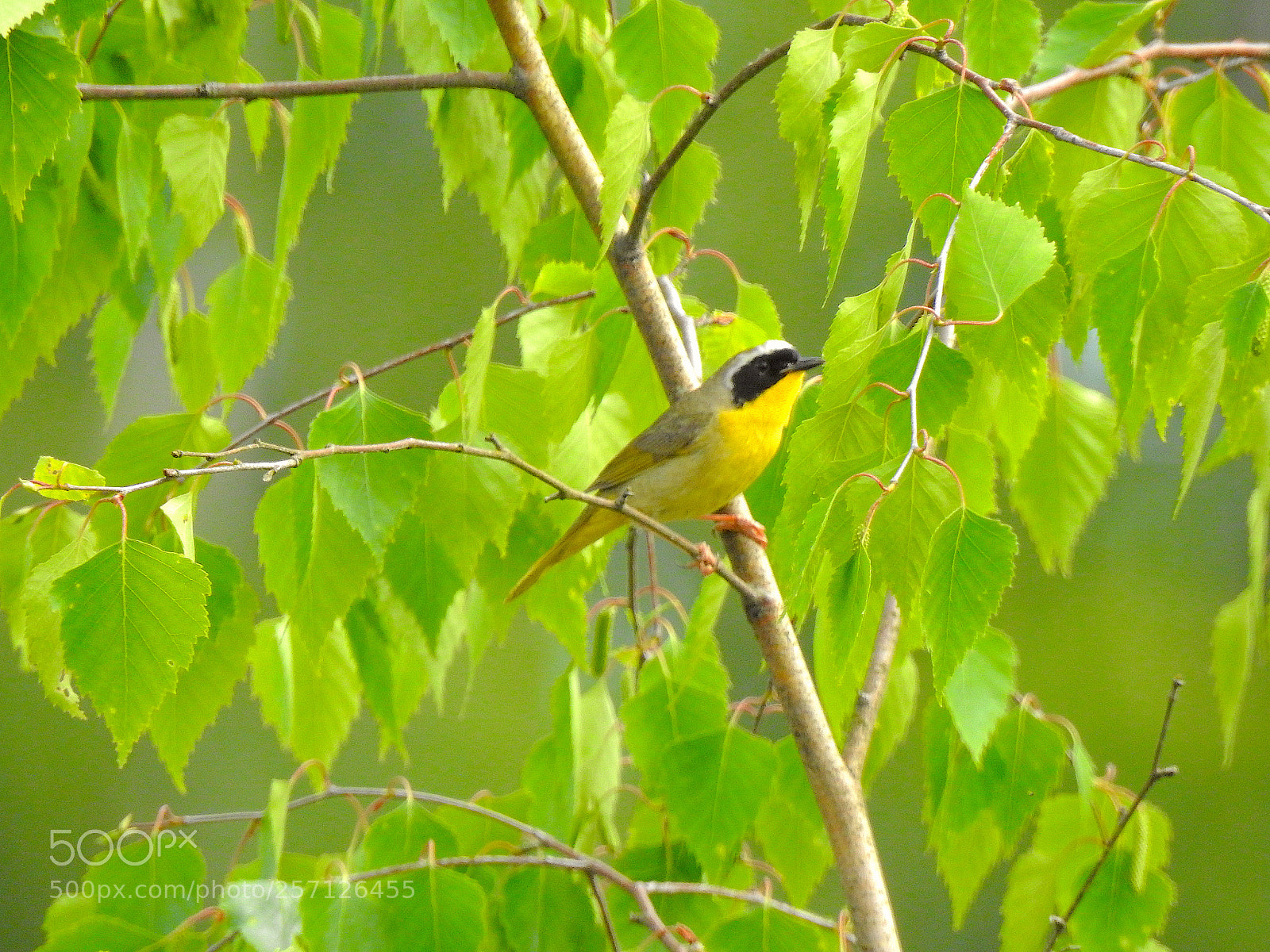 Nikon Coolpix P900 sample photo. Common yellow-throat photography