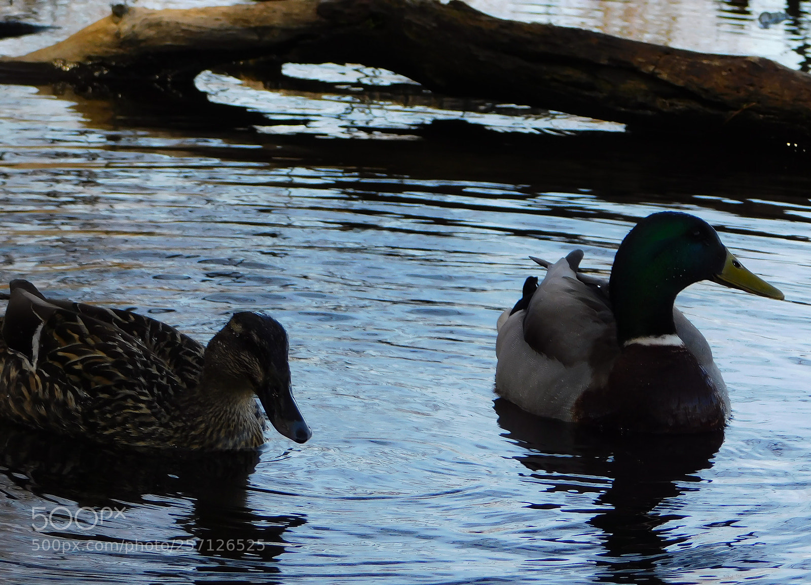 Nikon Coolpix B500 sample photo. Untitled photography