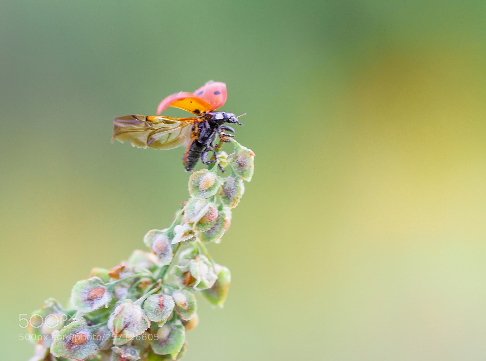 Olympus OM-D E-M1 Mark II sample photo. Ladybug photography