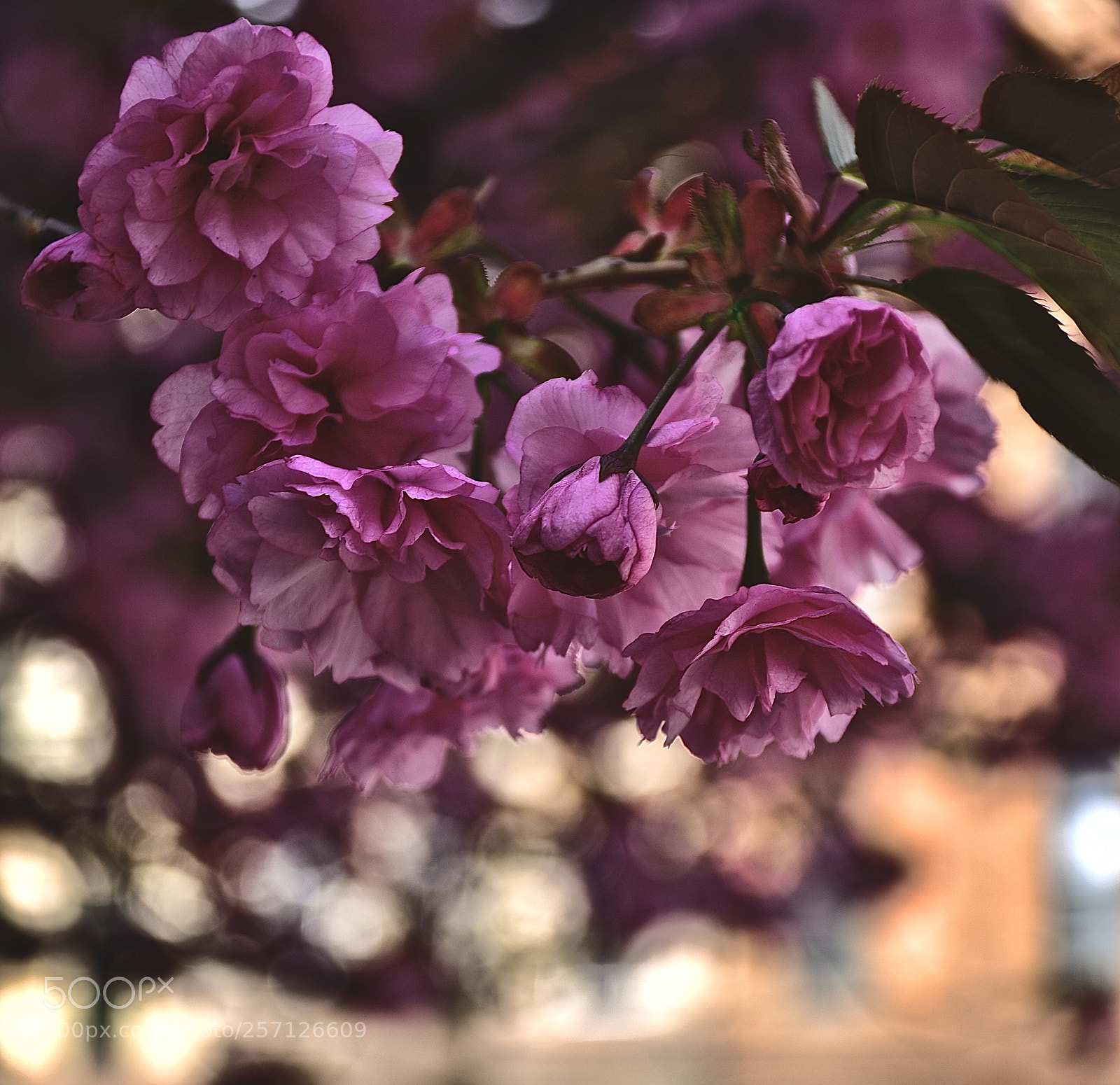 Nikon D750 sample photo. Raw beauty photography
